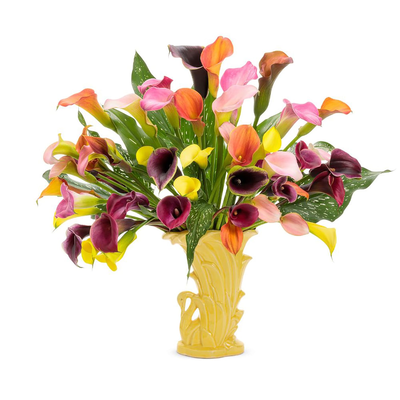 Proven Winners CALPRW2026106 annuals - View #5