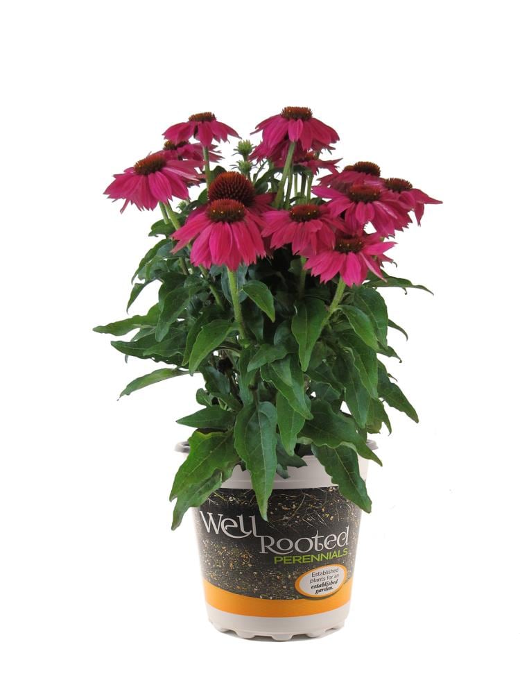 Lowe's NURSERY Multicolor Coneflower Pot