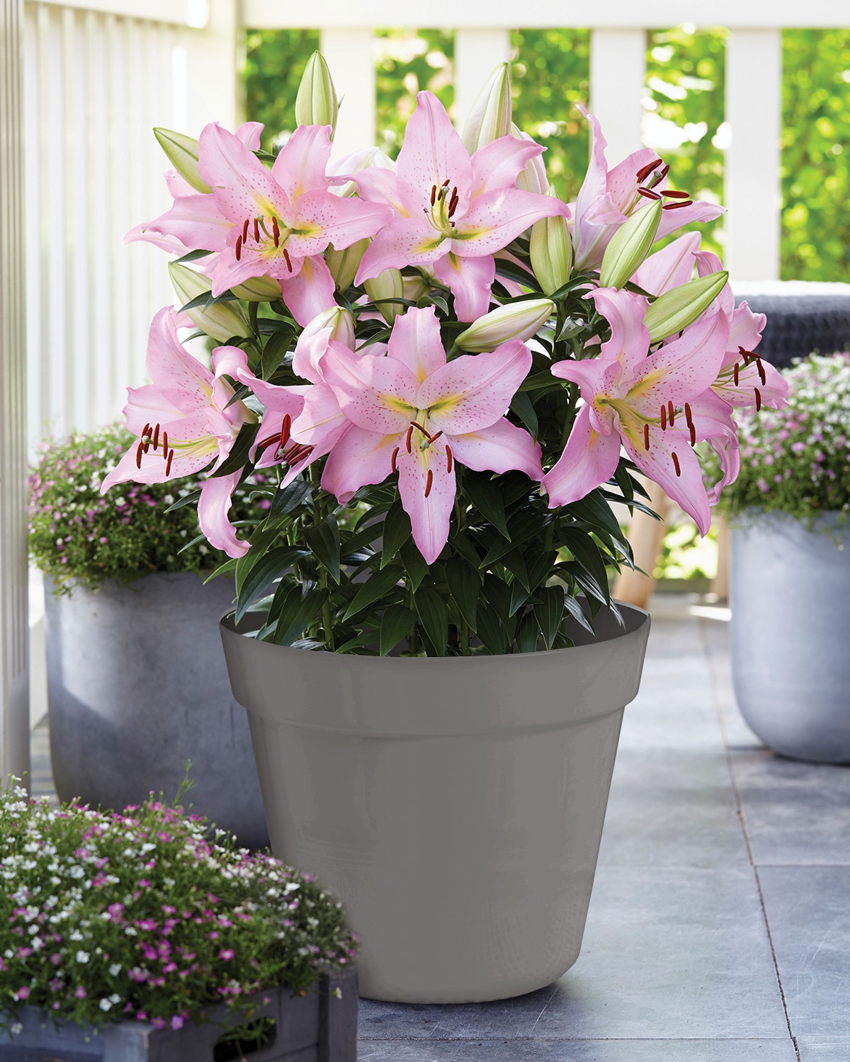 Van Zyverden 84636 Pink Lily Bulbs 7 Count