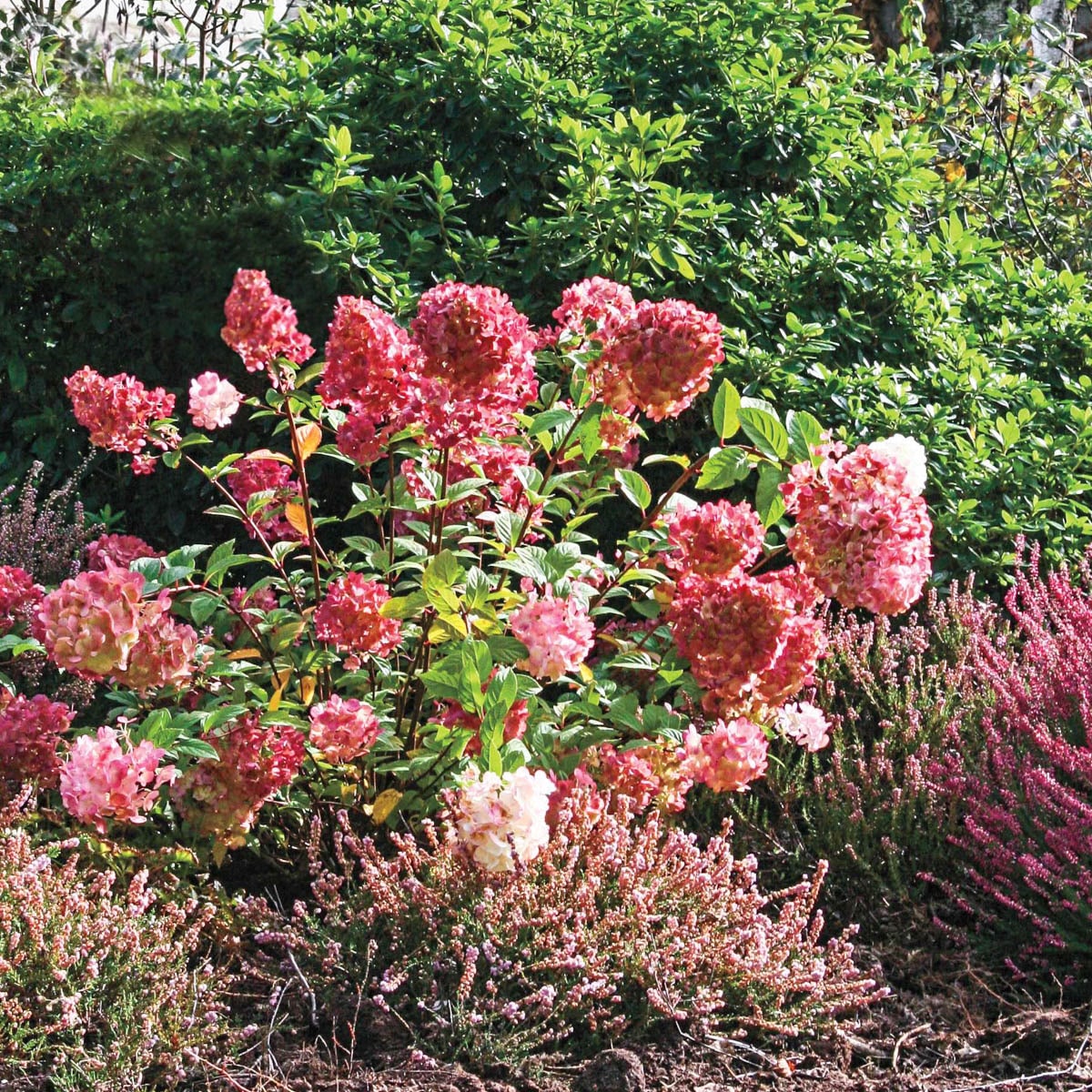 Spring Hill Nurseries 88103 shrubs - View #3