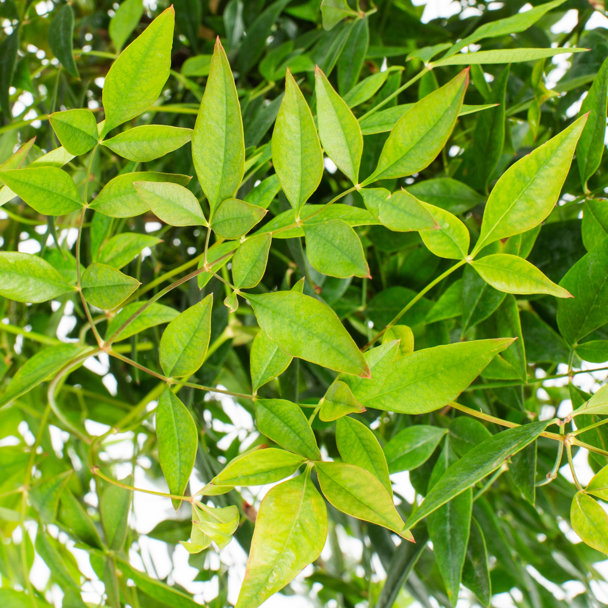  O560001 shrubs - View #2