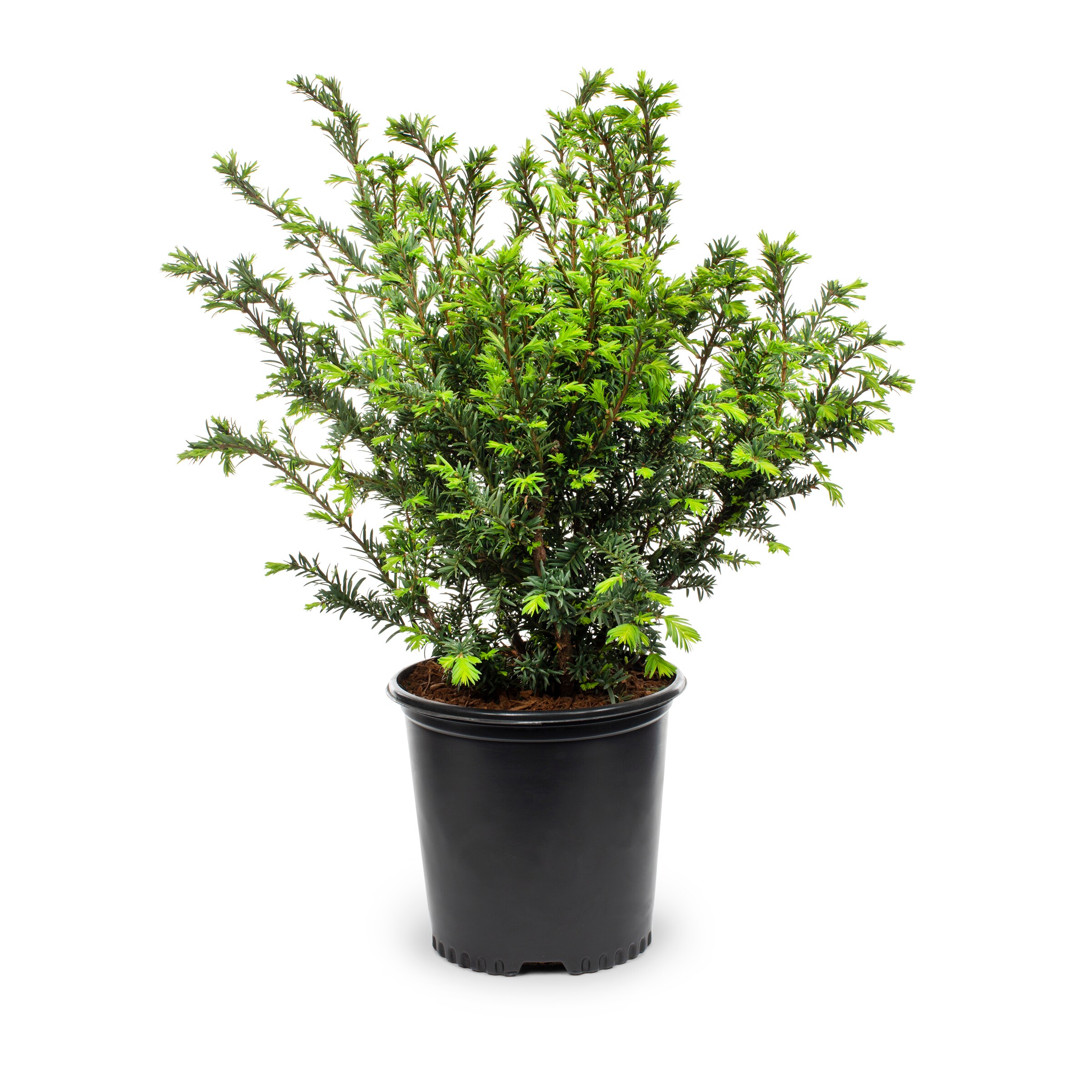 Lowe's 2-Gallon Yellow Screening Podocarpus In Pot (With Soil) in the ...