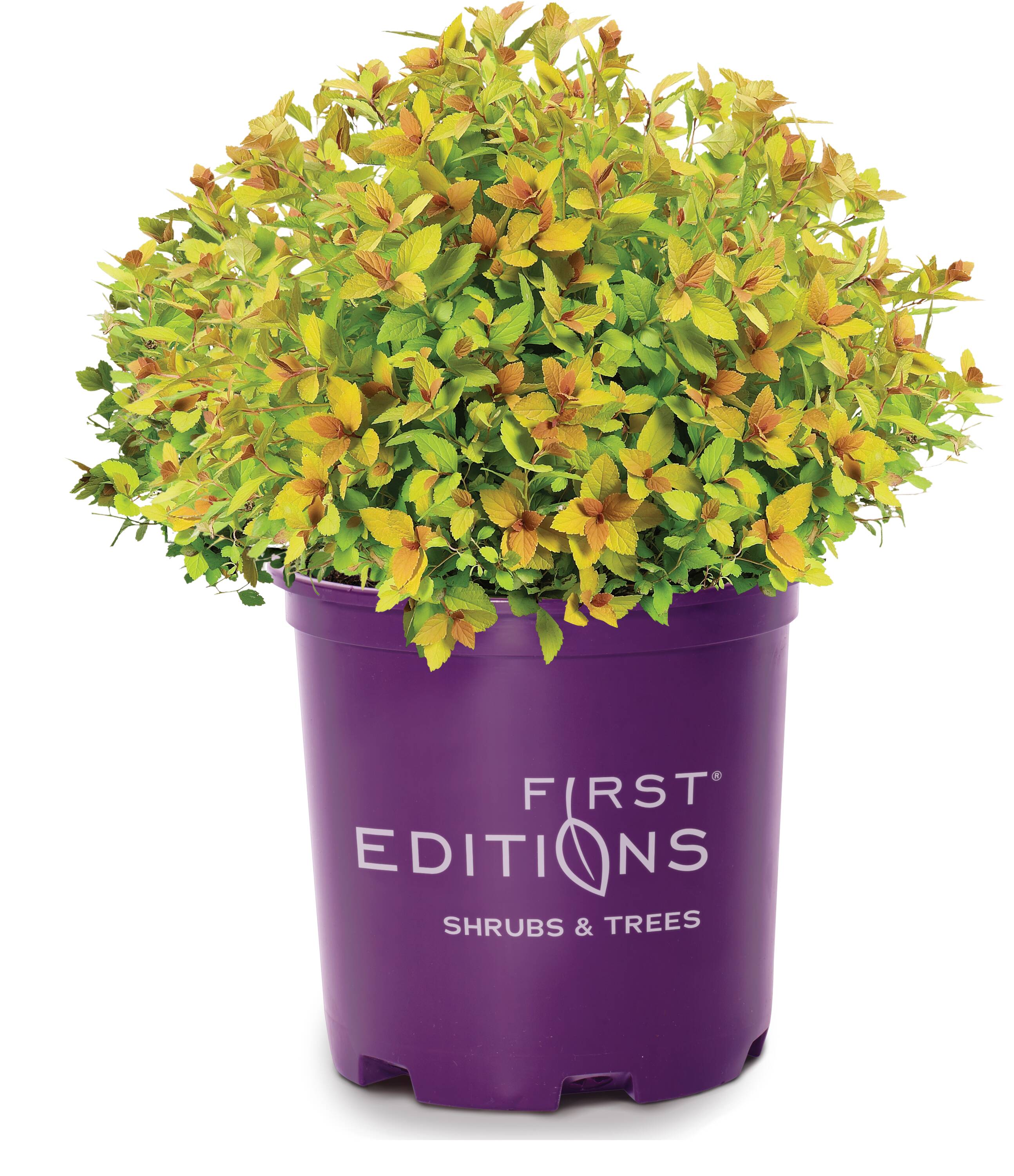 Sundrop Spirea Plants, Bulbs & Seeds at Lowes.com