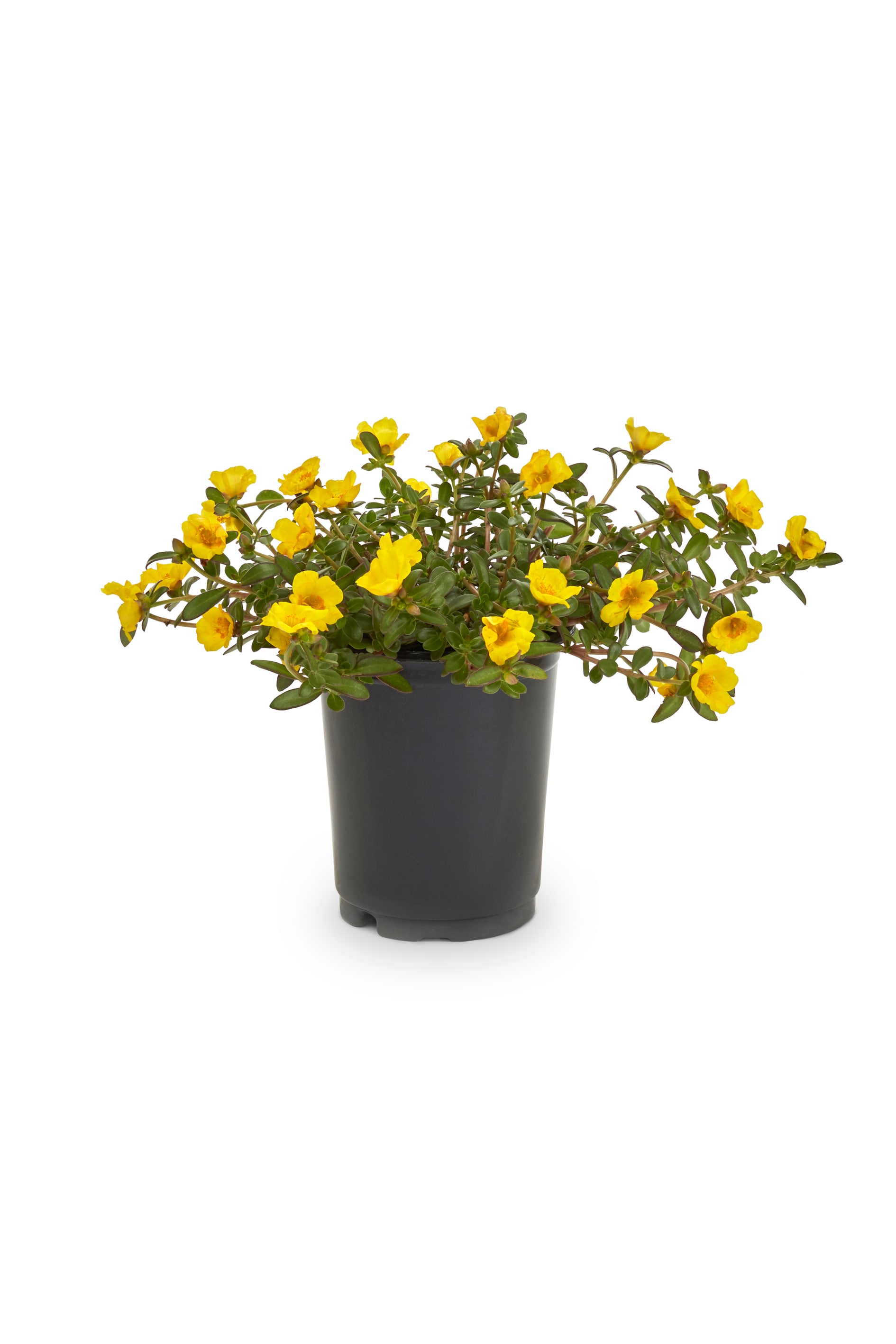 Yellow Purslane Plants, Bulbs & Seeds at Lowes.com