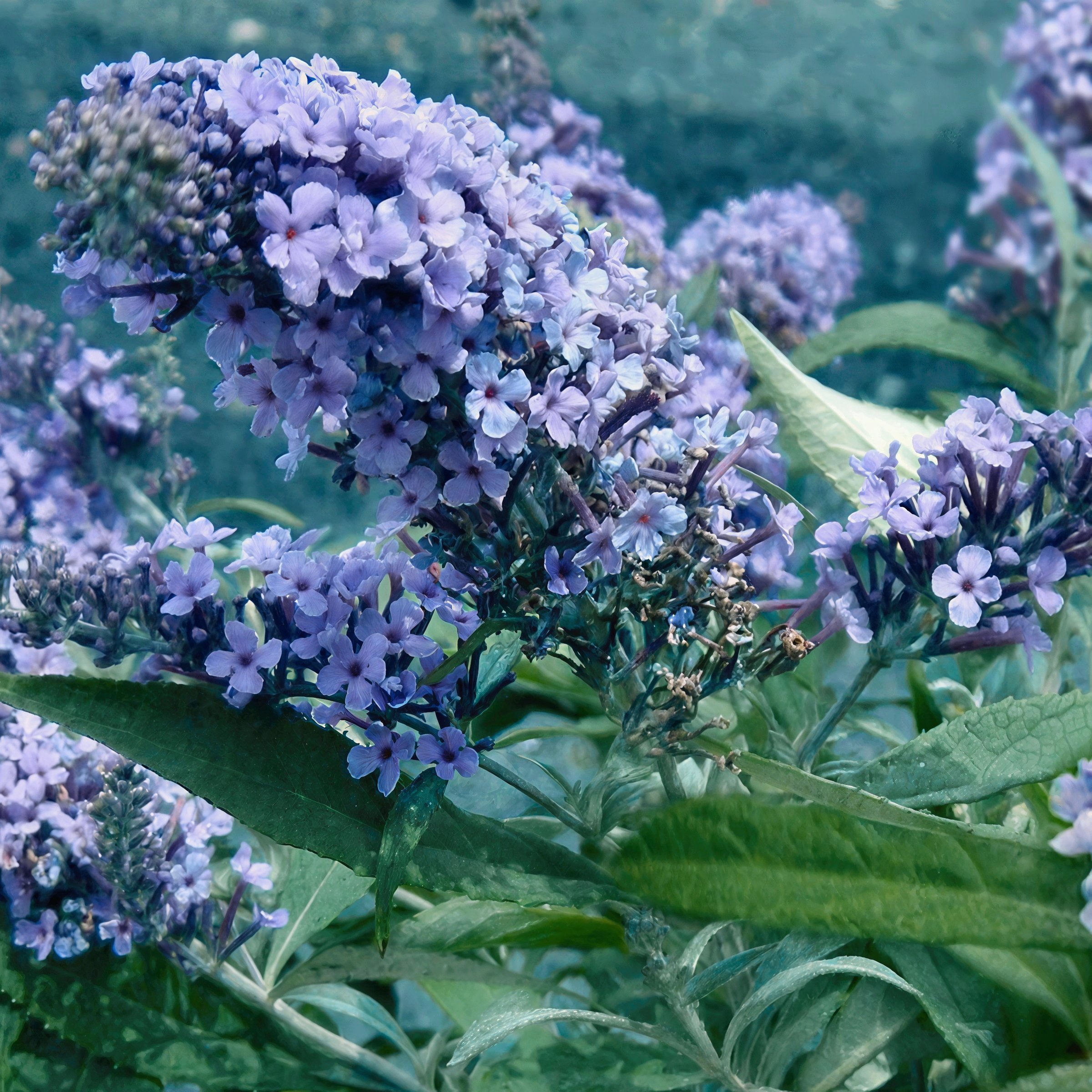 National Plant Network LW3480A perennials - View #2