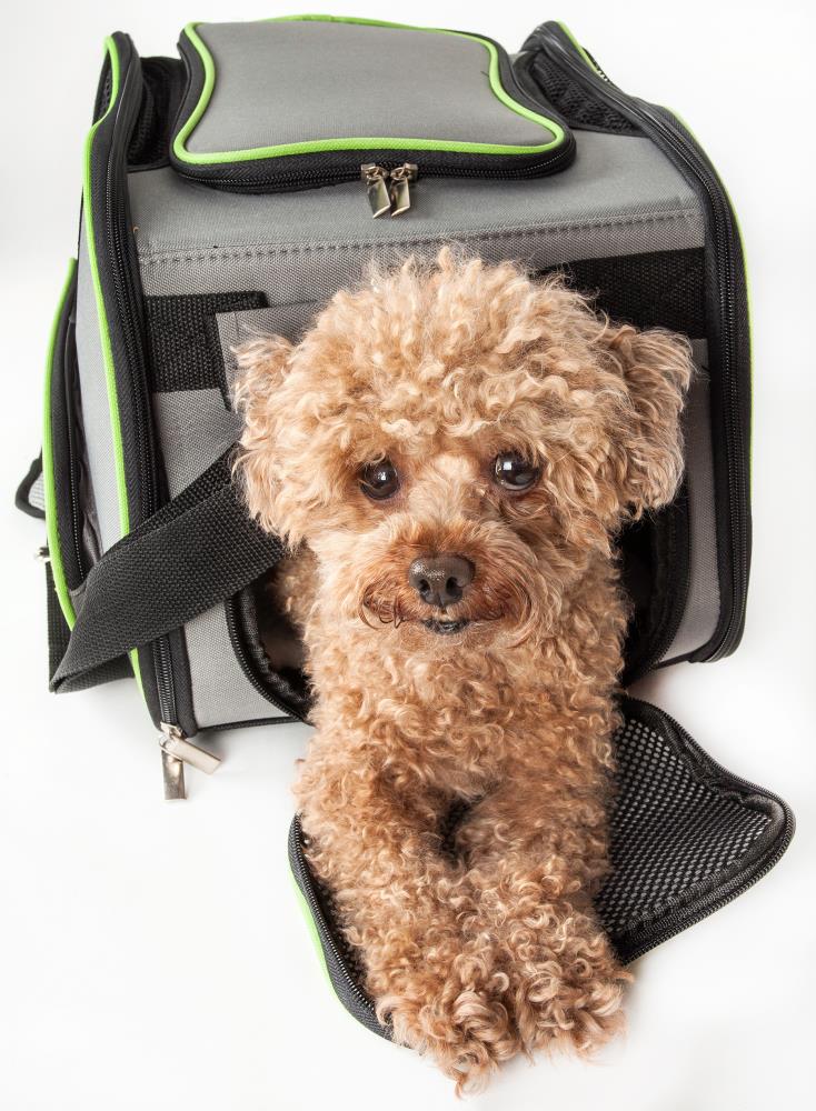 Vibrant Life Small Pet Travel Carrier - Black & Tan - 17 x 10.5 x 11 in