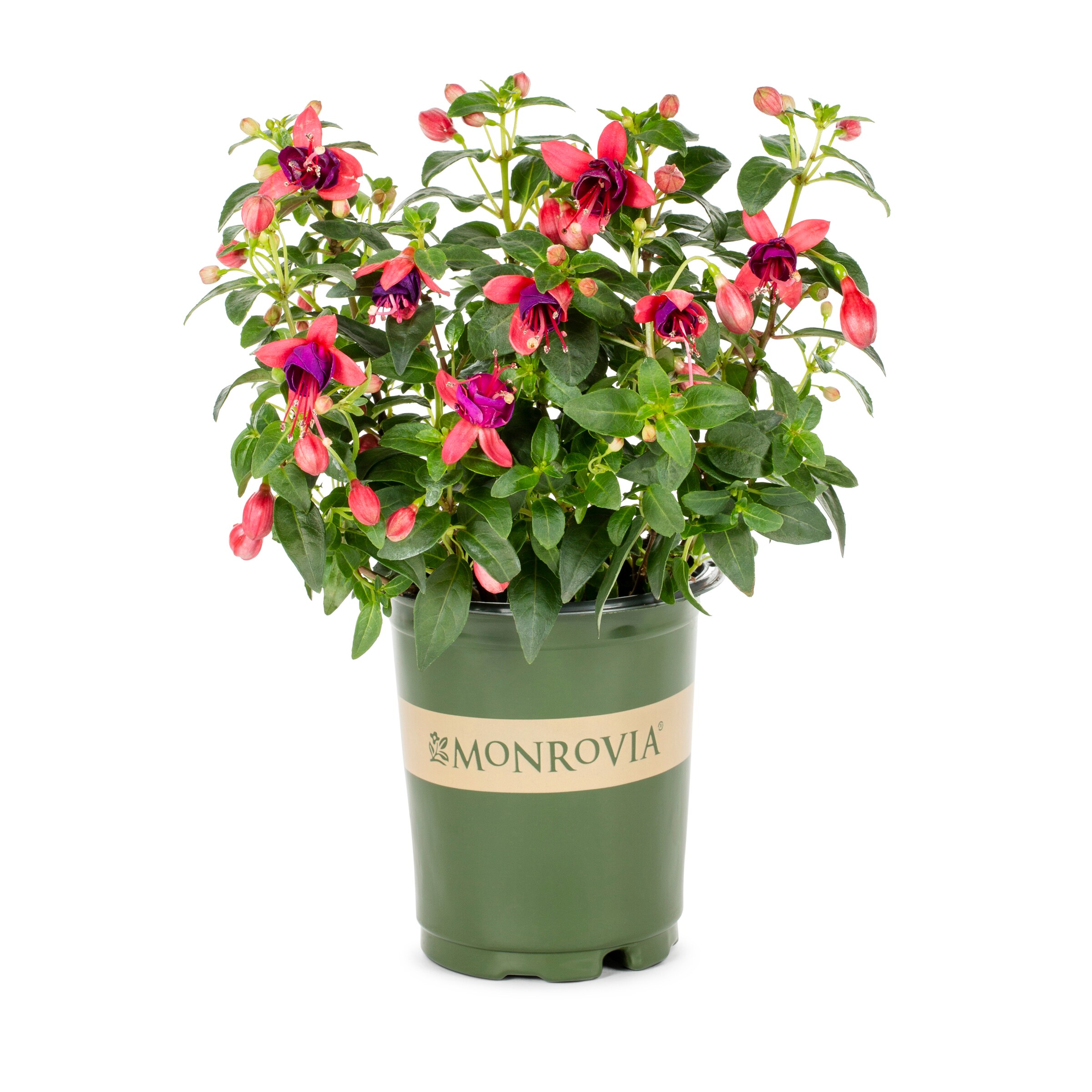 Lowe's NURSERY Multicolor Fuschia in 1.00 Quart(s) Pot