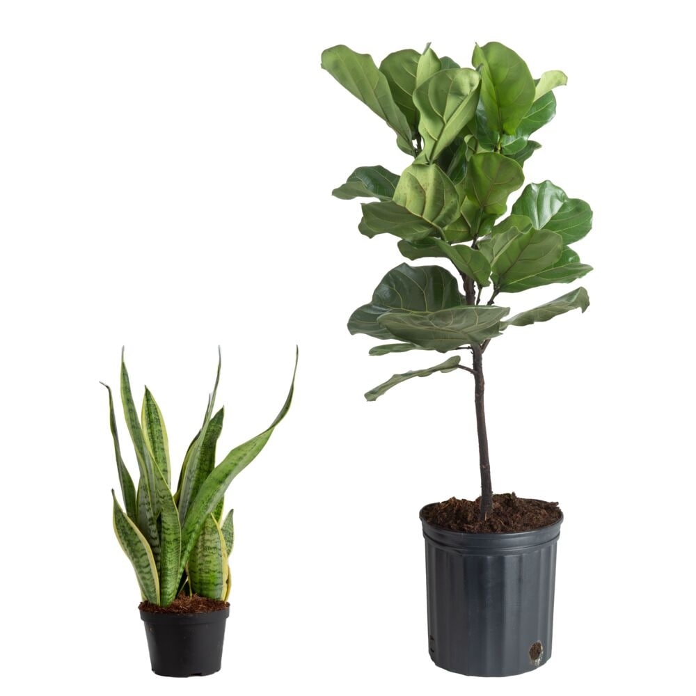 Costa Farms SL-LSS-G-POT-02-LW Bundle Of Fiddle Leaf Fig Standard and Snake Plant House Plant in 2-Pack(s) Pot