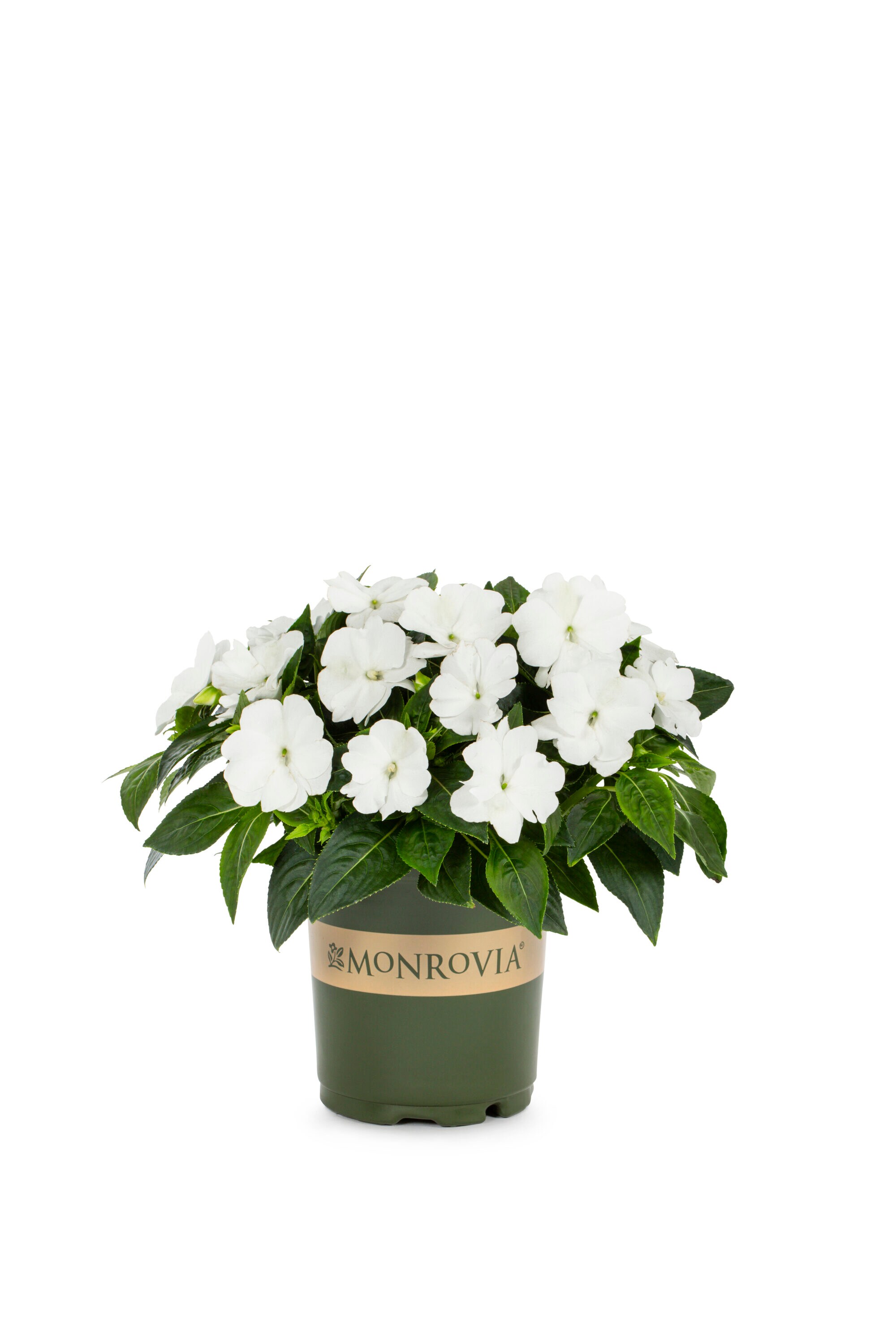 Monrovia 79181 annuals - View #5
