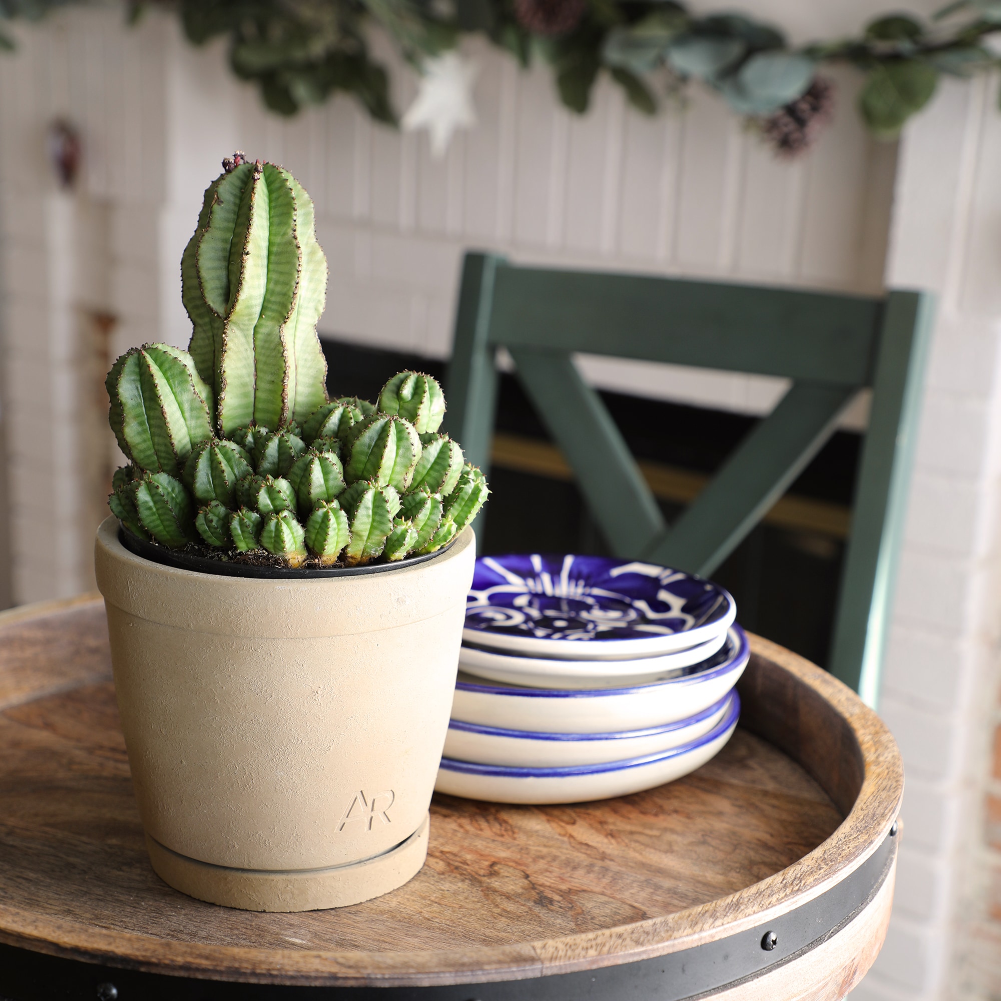 Altman Plants 0872977 Cacti-Succulents - View #3