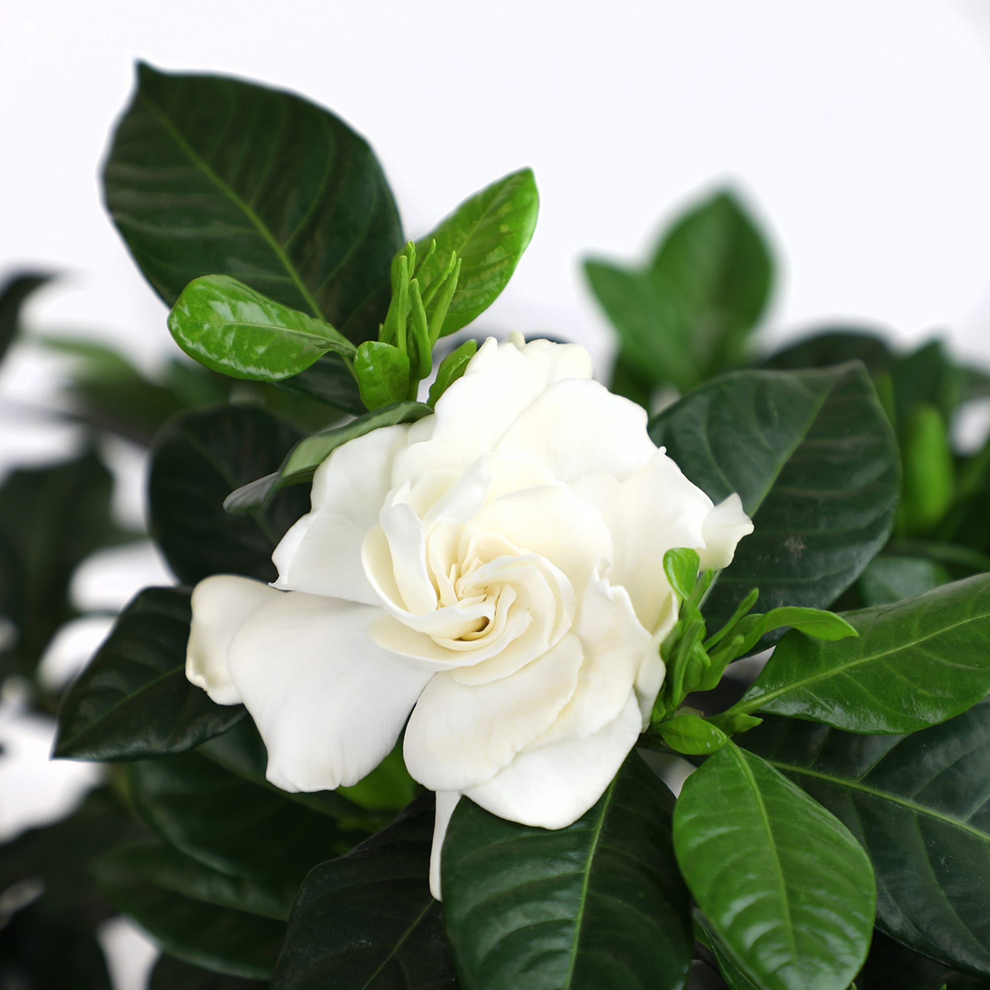 Altman Plants 0881413 shrubs - View #4