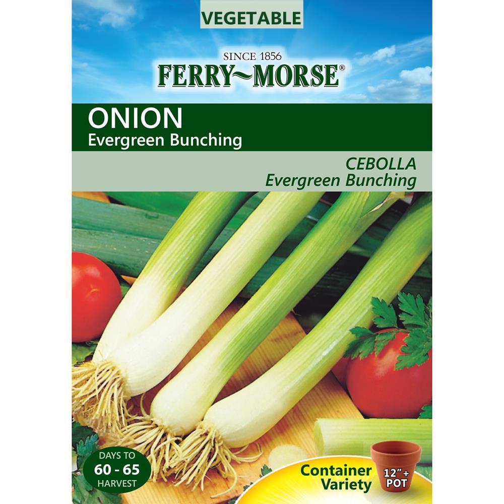 Ferry-Morse 472803.159.407683 2-Gram Onion Evergreen Bunching (L0000)