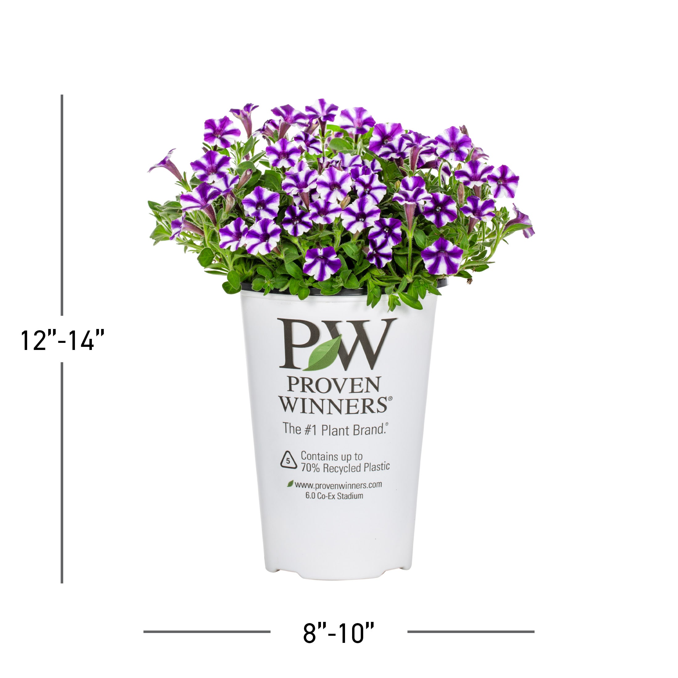 Proven Winners 4901 annuals - View #3