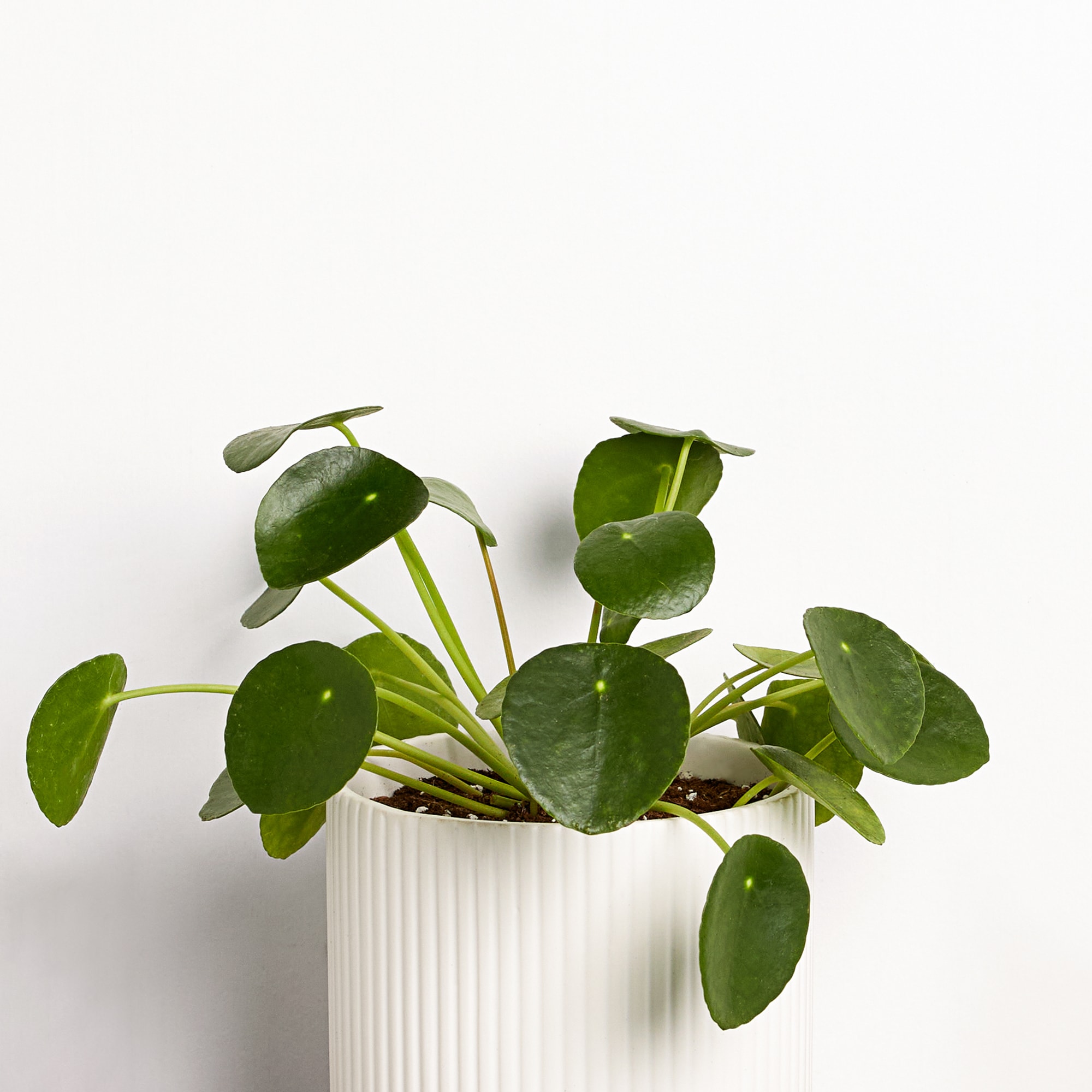 greendigs pilea plant in 5-in pot