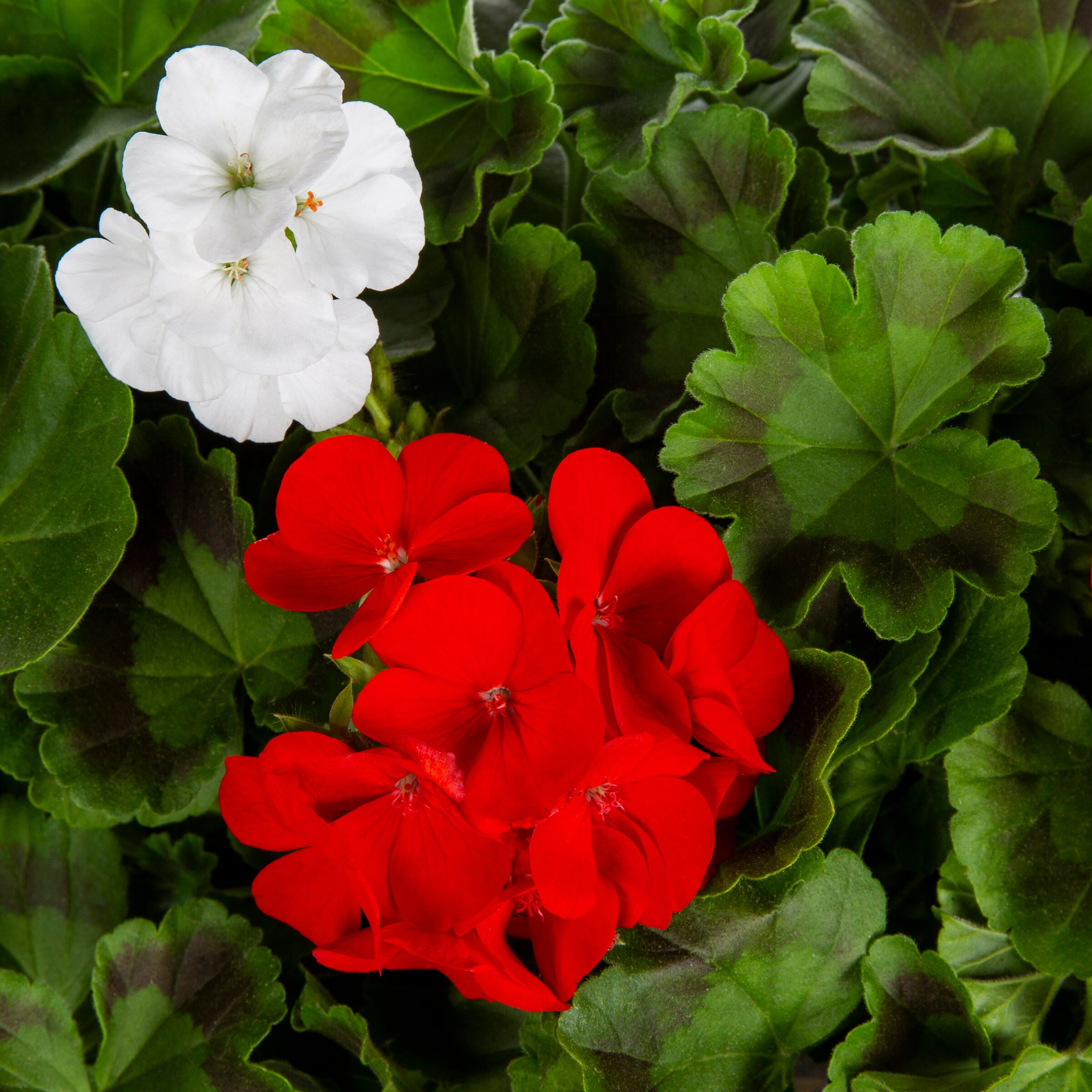 Lowe's 1527881 annuals - View #4