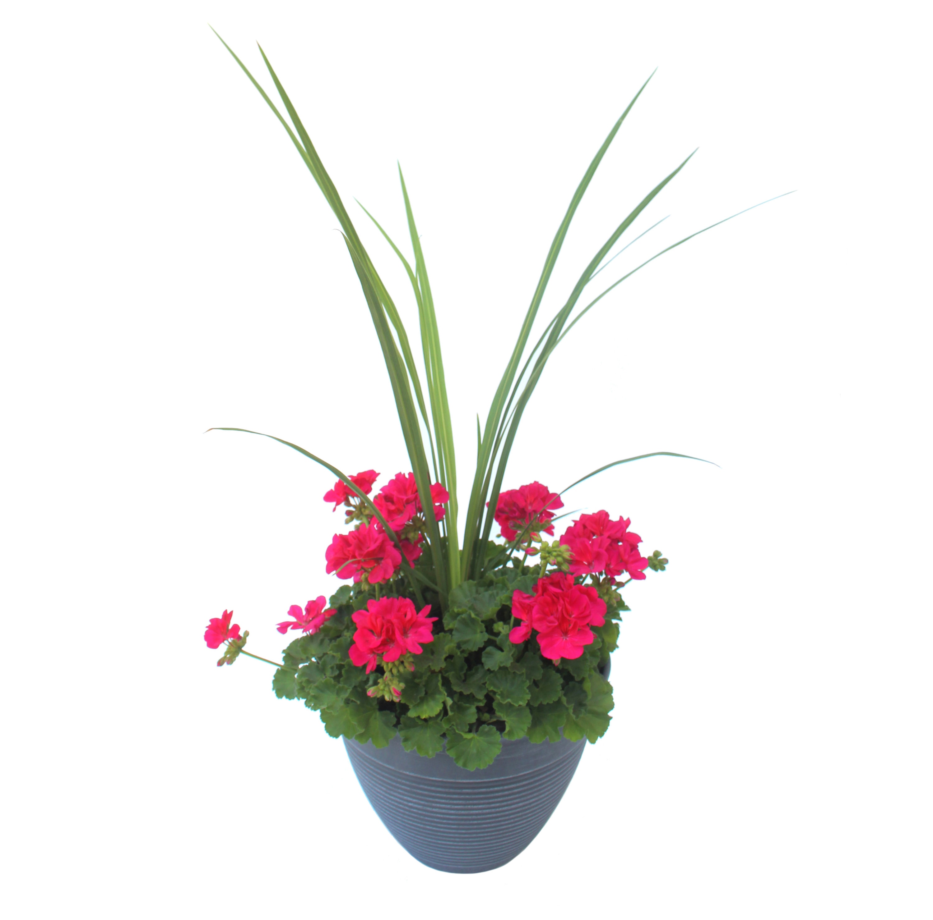 Lowe's NURSERY Multicolor Mixed Annuals Combinations in 2.5-Gallon Planter