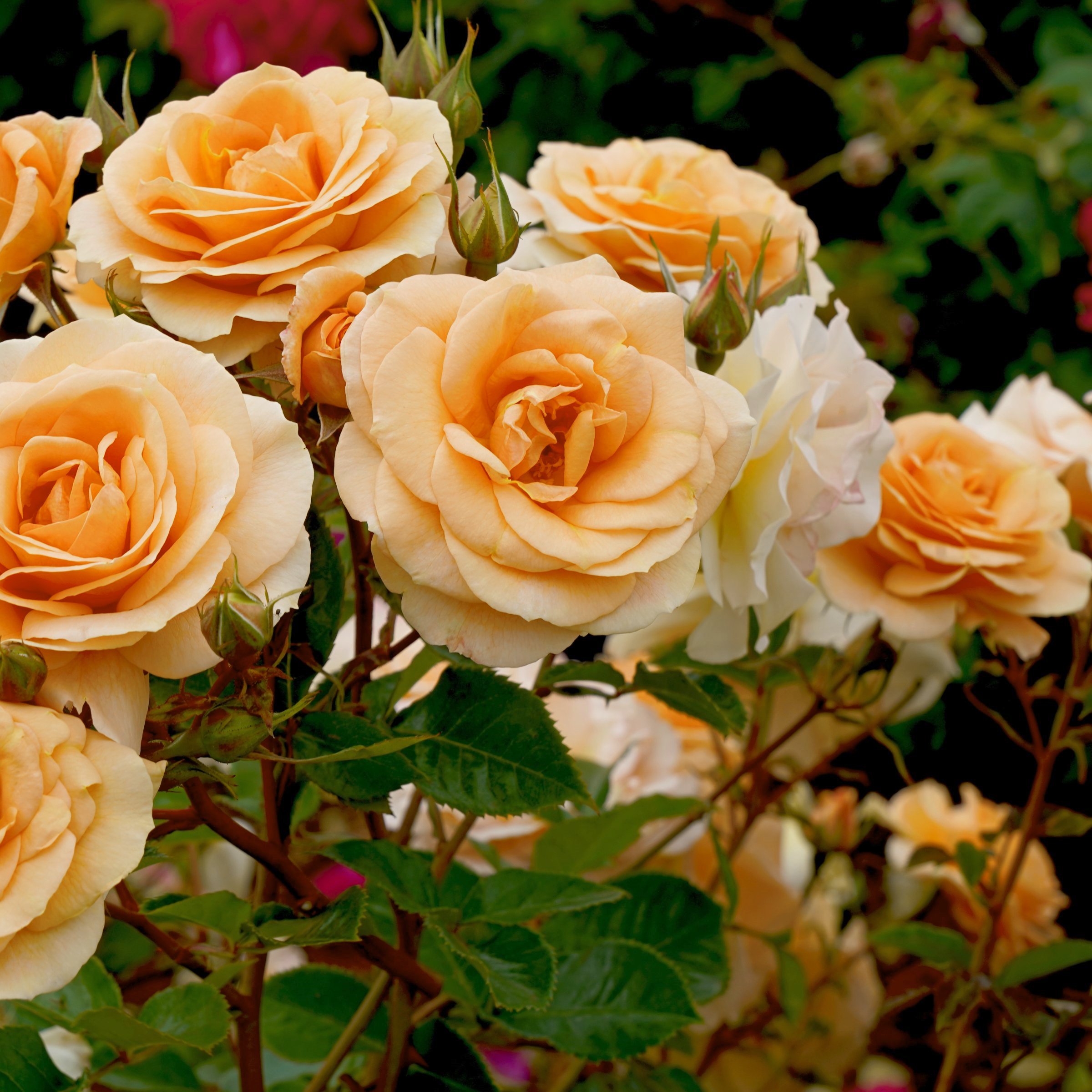 National Plant Network LW2166 roses - View #5