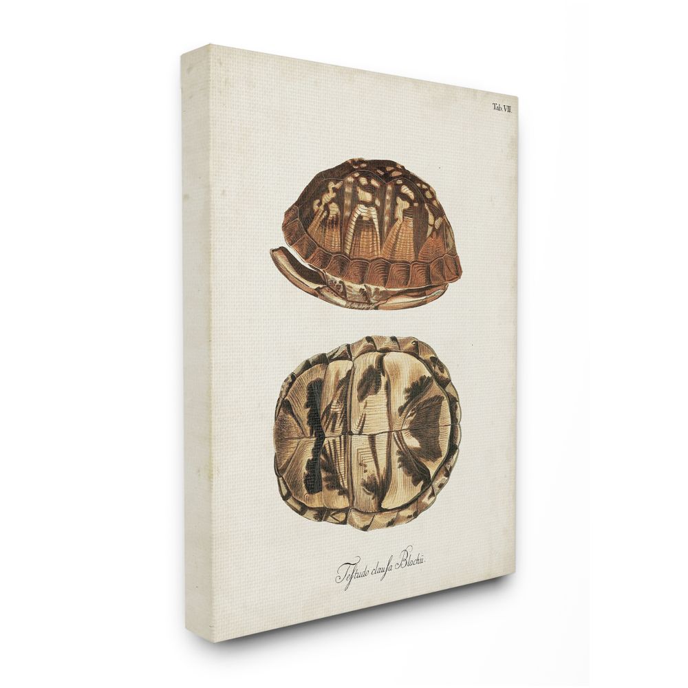 Stupell Industries AB-522-CN-16X20 Box Turtle Shell Scientific Aquatic Reptile Study Unknown Artist Gallery Wrapped Canvas 20-Inches H x 16-Inches W Coastal Canvas Print