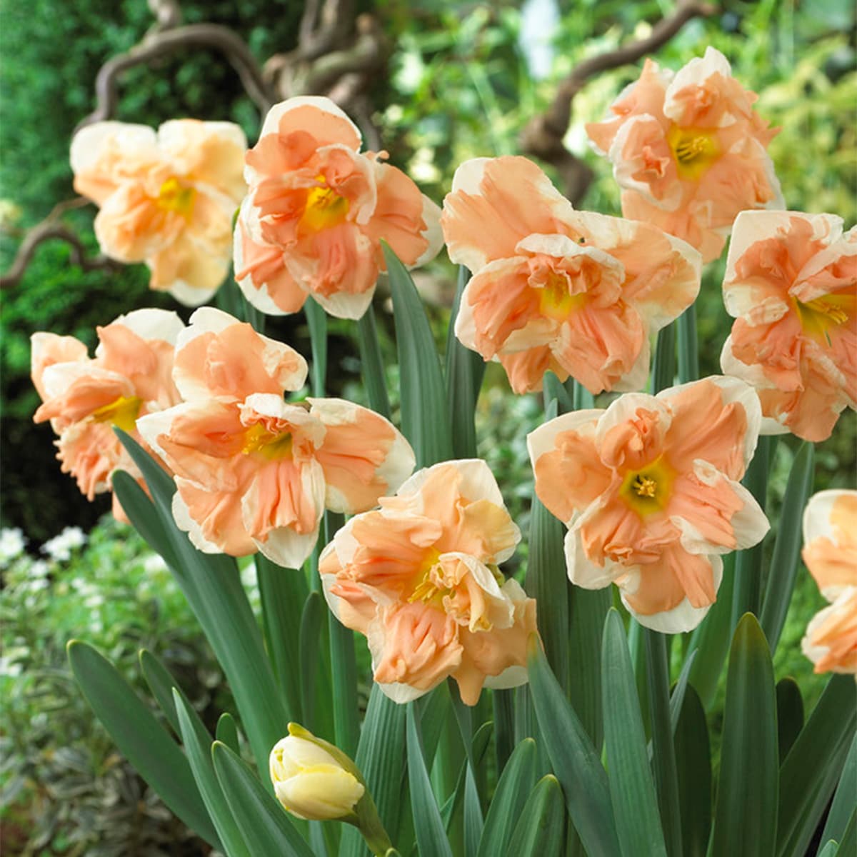 Van Zyverden 88101 Plant-Bulbs - View #3