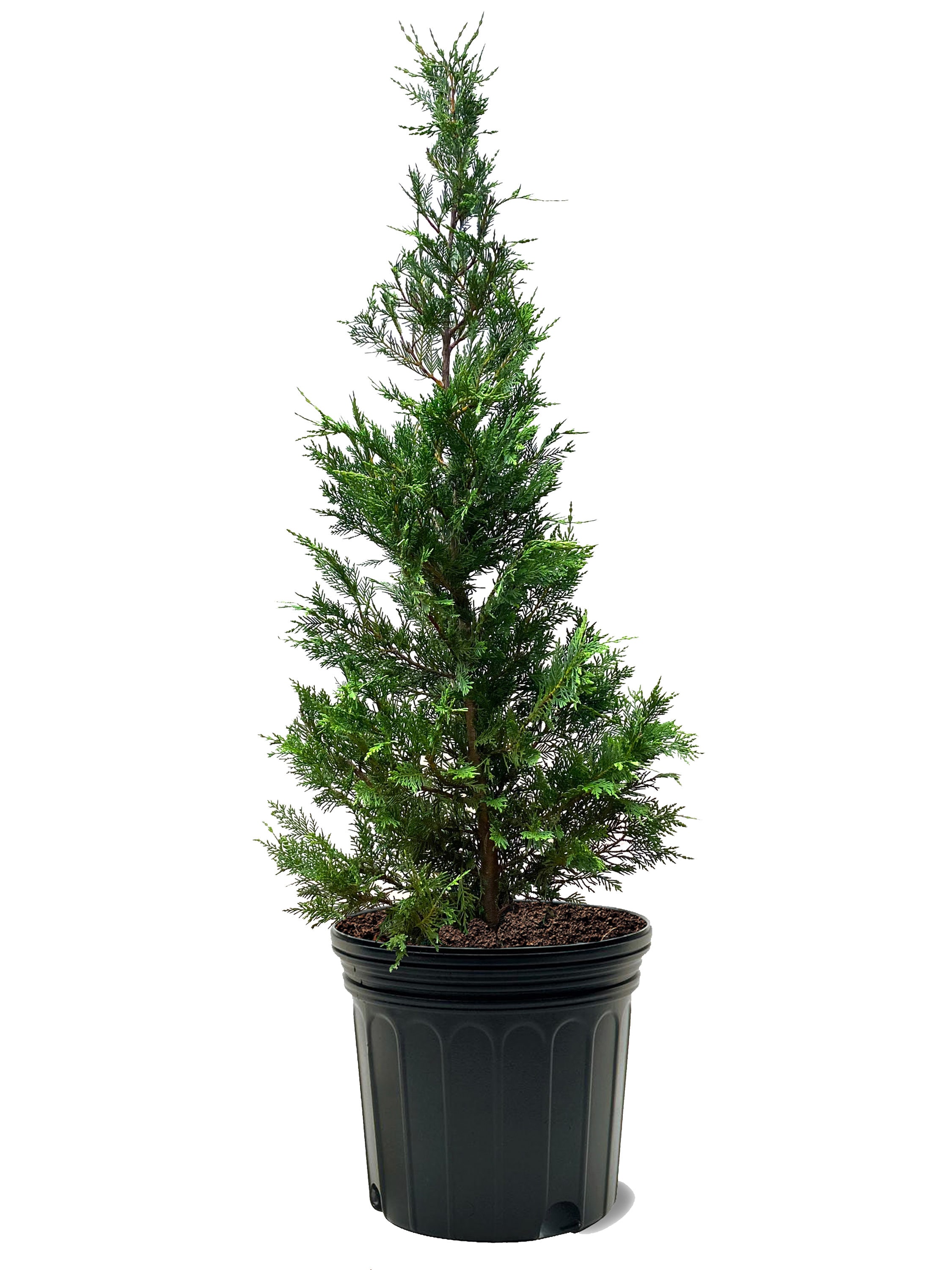 Southern Planters CYPLEY07G 7 -Gallon Screening Leyland Cypress In pot (with soil)