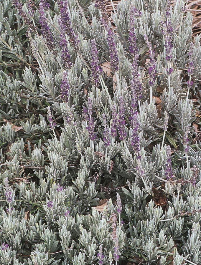 Monrovia 057391 Lavender Goodwin Creek French Lavender Plant in 3 -Quart