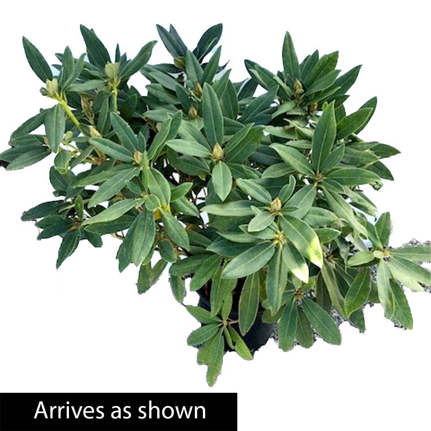 Spring Hill Nurseries 88736 shrubs - View #3