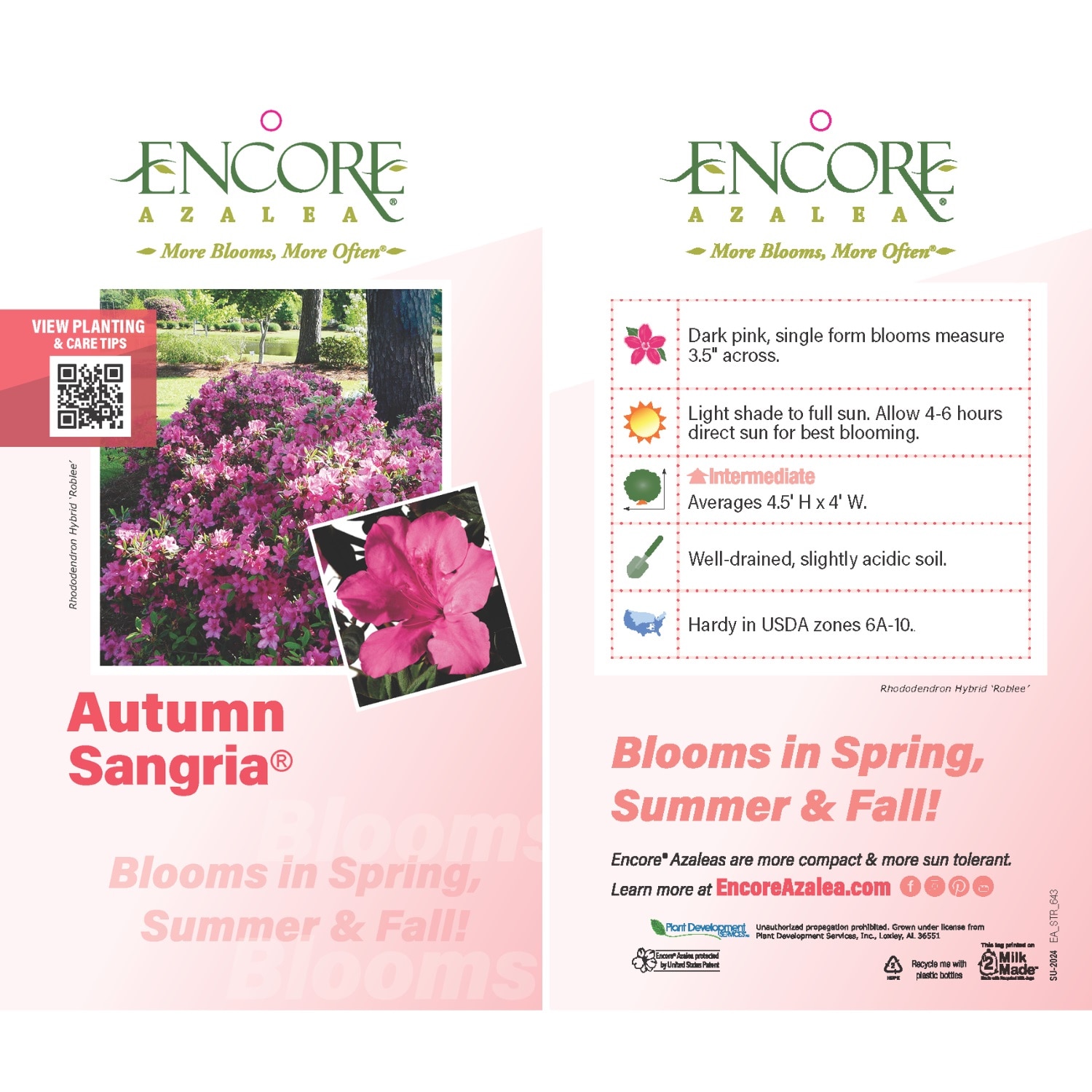 Encore Azalea 80411-1 shrubs - View #5