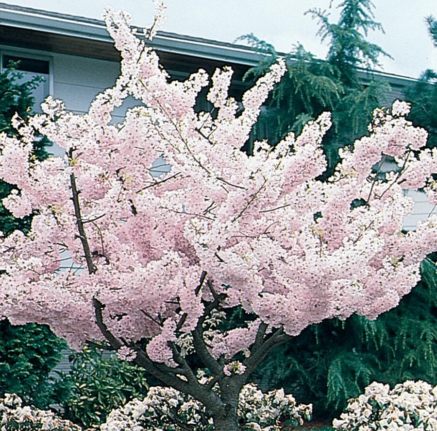  NURSERY 12.7-Gallon White Flowering Yoshino Flowering Cherry In Pot (With Soil)