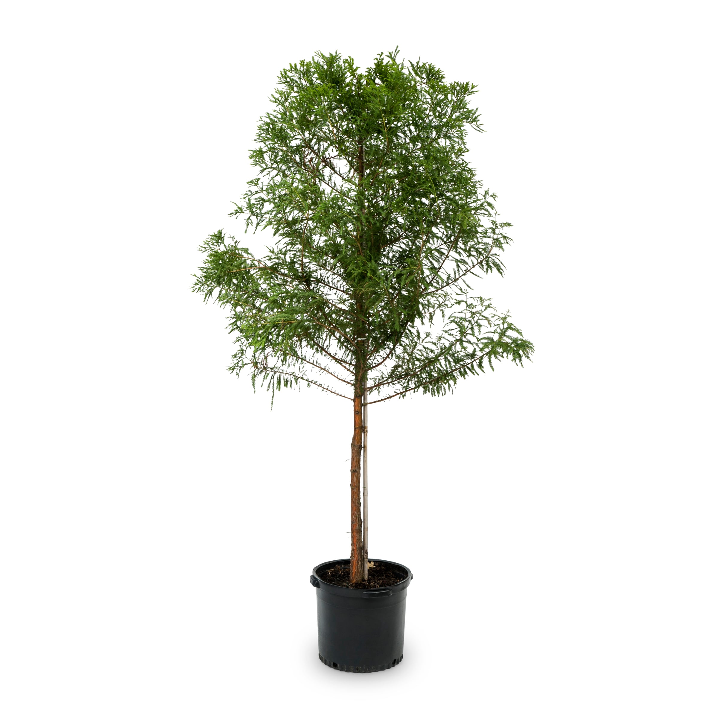 Lowe's 097781512167 6.08 -Gallon Purple Shade Bald Cypress In pot (with soil)