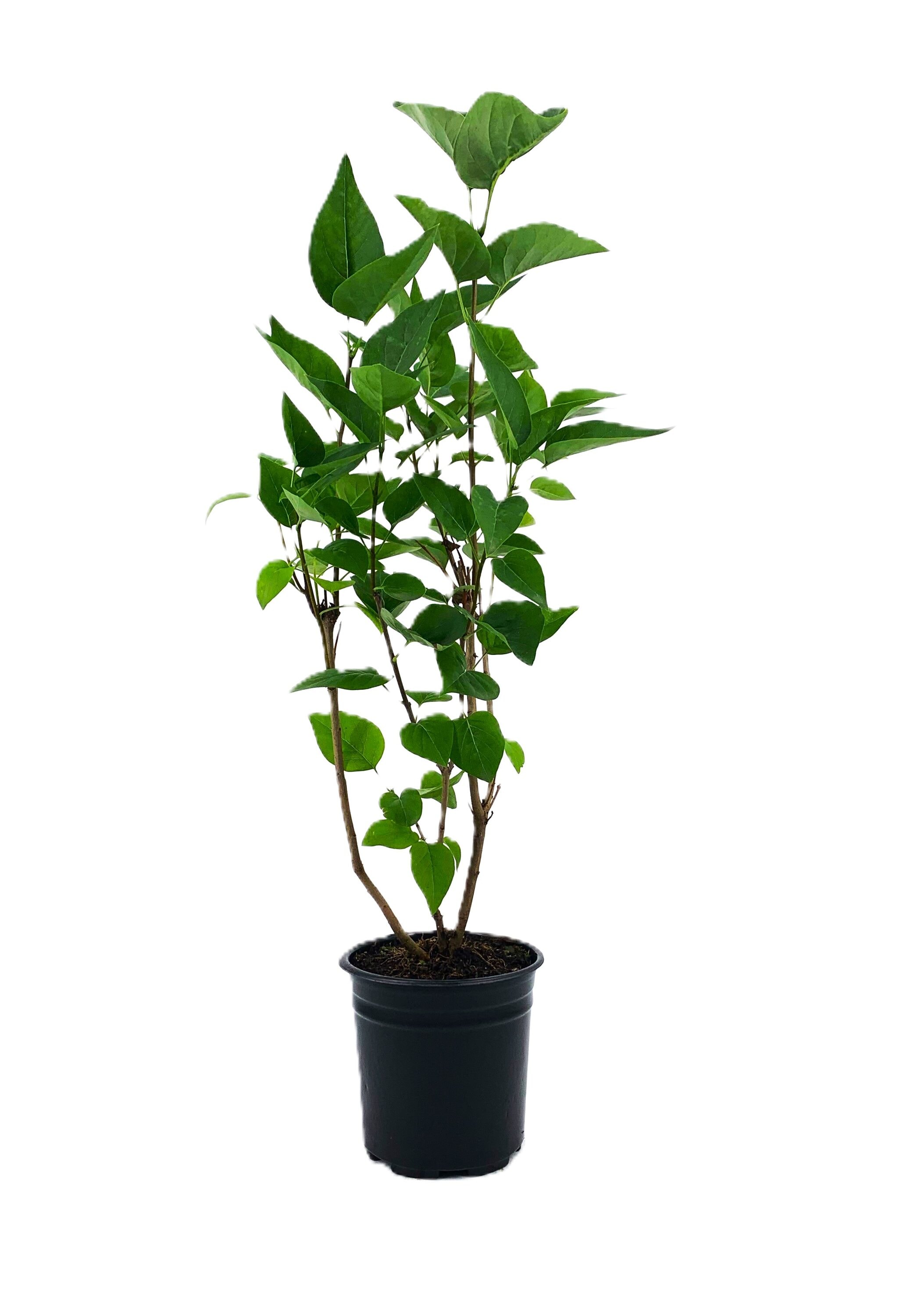  O868701 Lilac 'Krasavitsa Moskvy' Feature Shrub in 2.5 -Quart Pot 1 -Pack with White Blooms