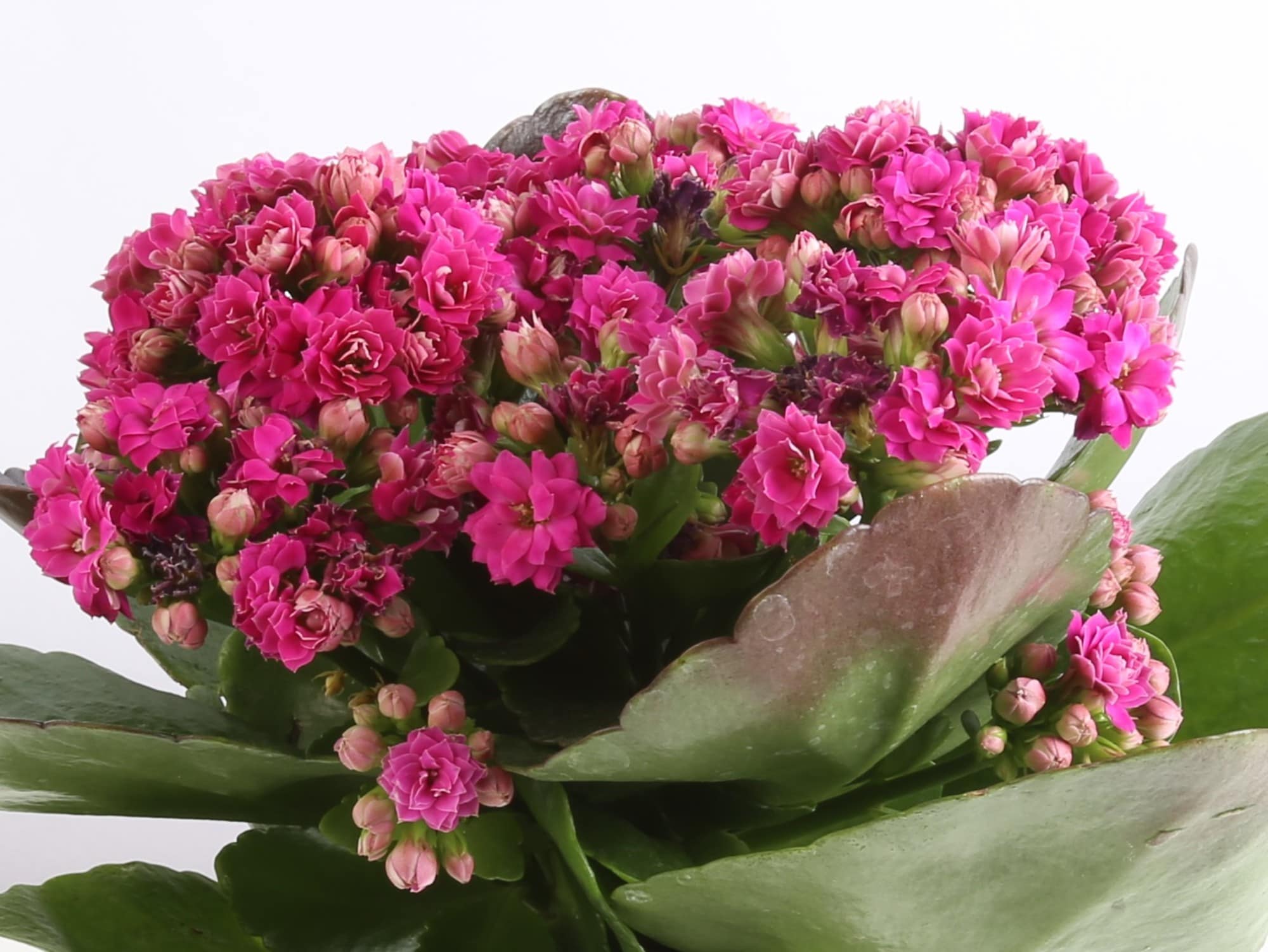 Costa Farms Pink Kalanchoe in 4-in Pot 8-Pack at Lowes.com