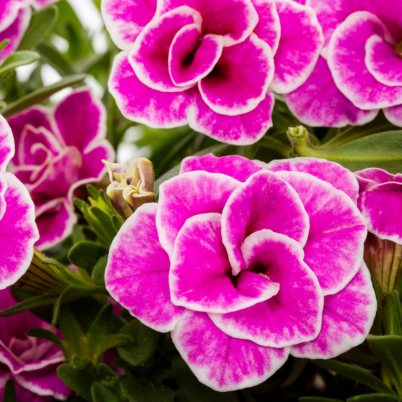 Proven Winners 4786 annuals - View #2