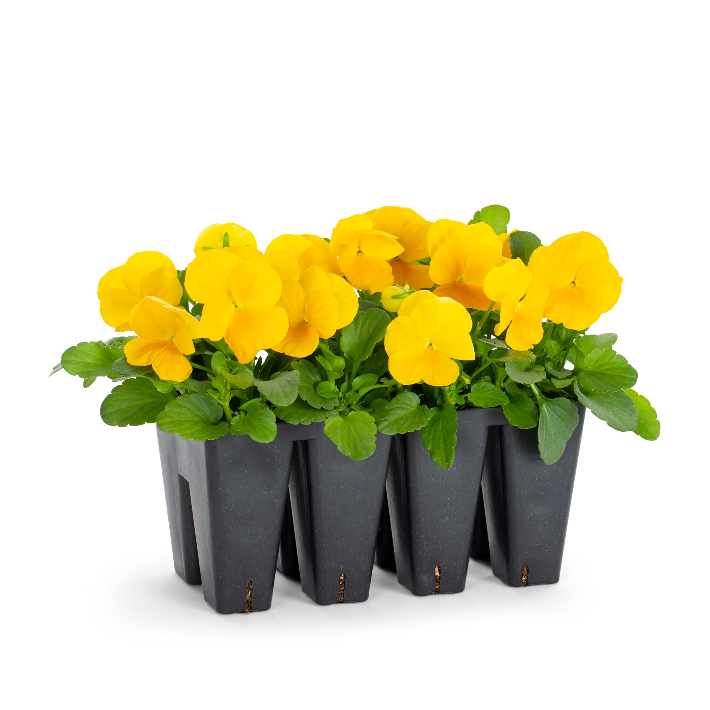 Lowe's NURSERY annuals - View #5