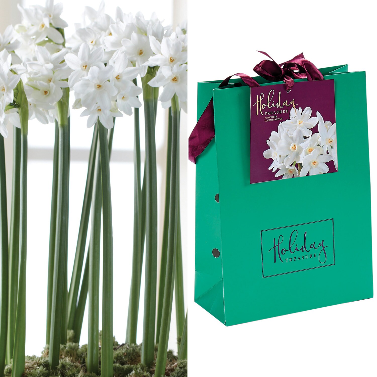 Van Zyverden 87278 White Paperwhite In Emerald Gift Bag Bulbs 1.0 Count