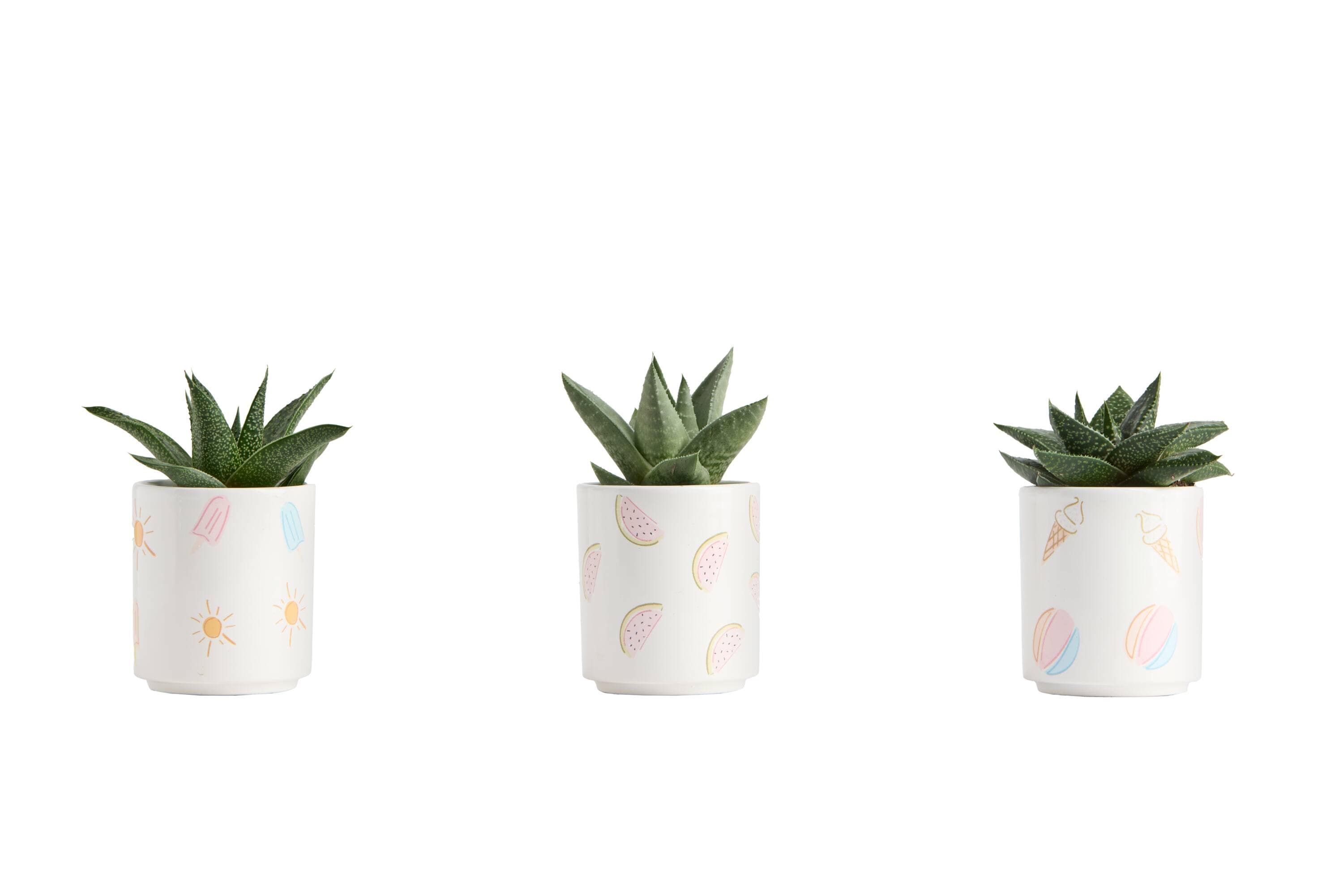 LiveTrends 2.30-OZ SUCCULENT ENDLESS SUMMER