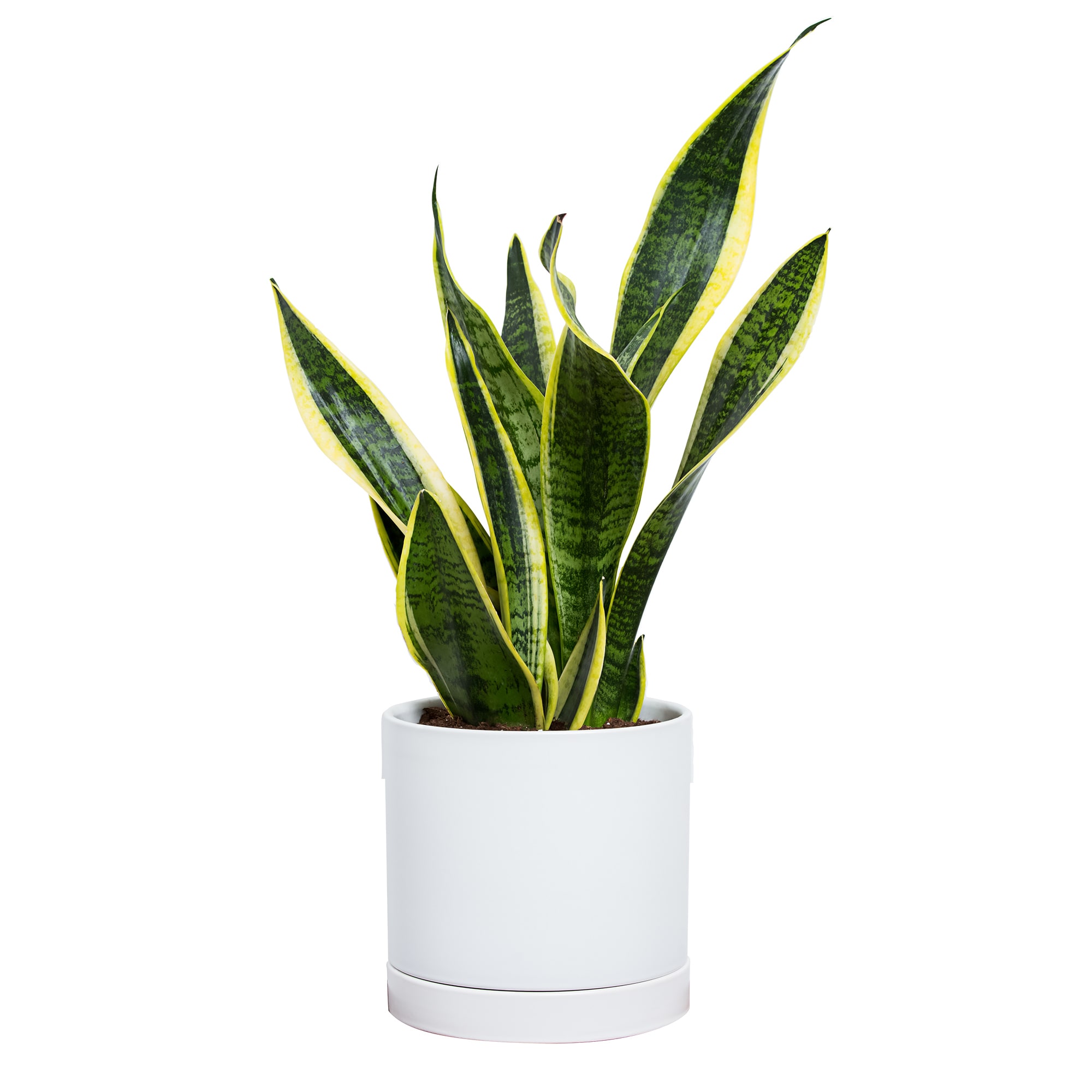 Greendigs Snake House Plant in 7-in Pot in the House Plants department ...