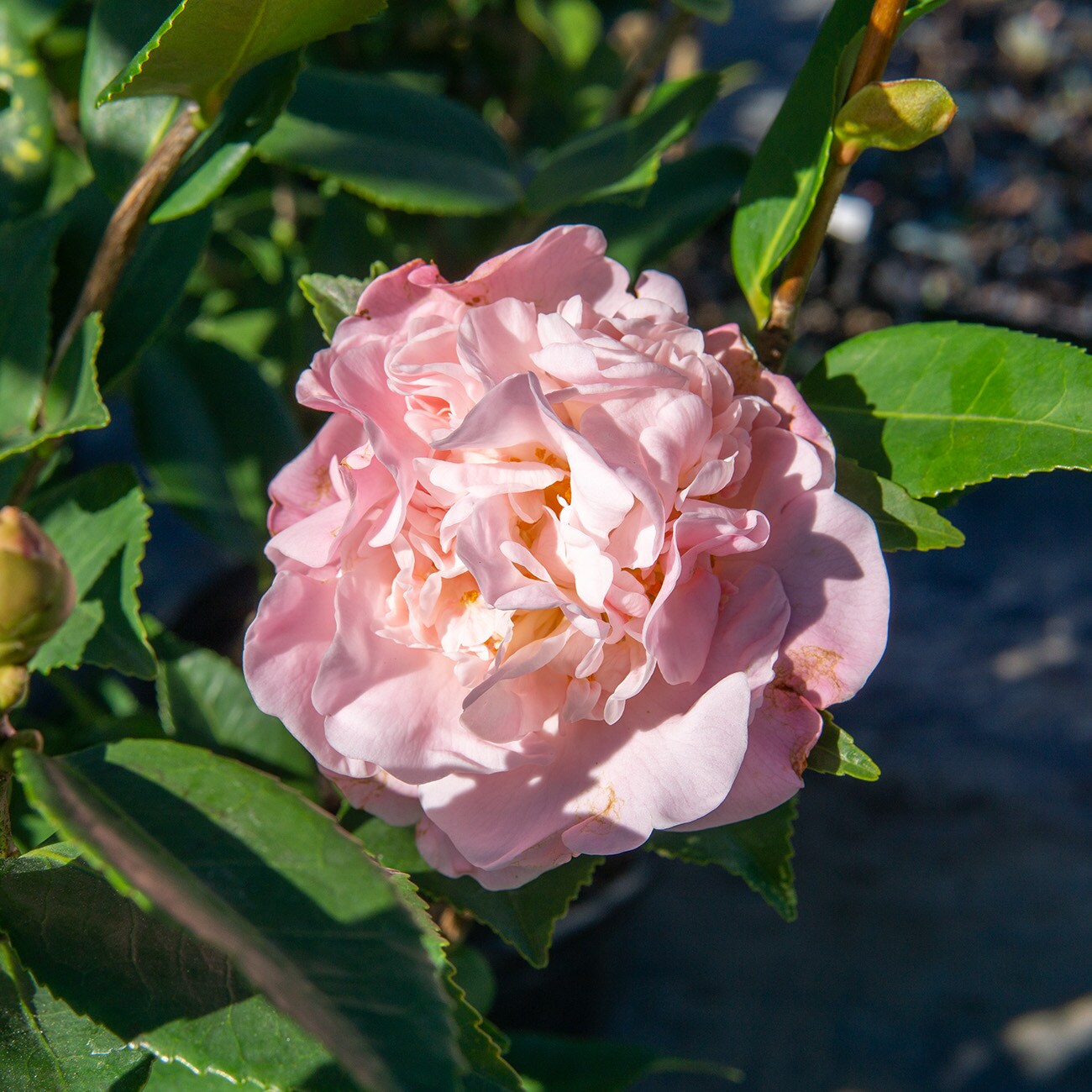 Perfect Plants LOHIFRGRNCCAMELLIA3G shrubs - View #6