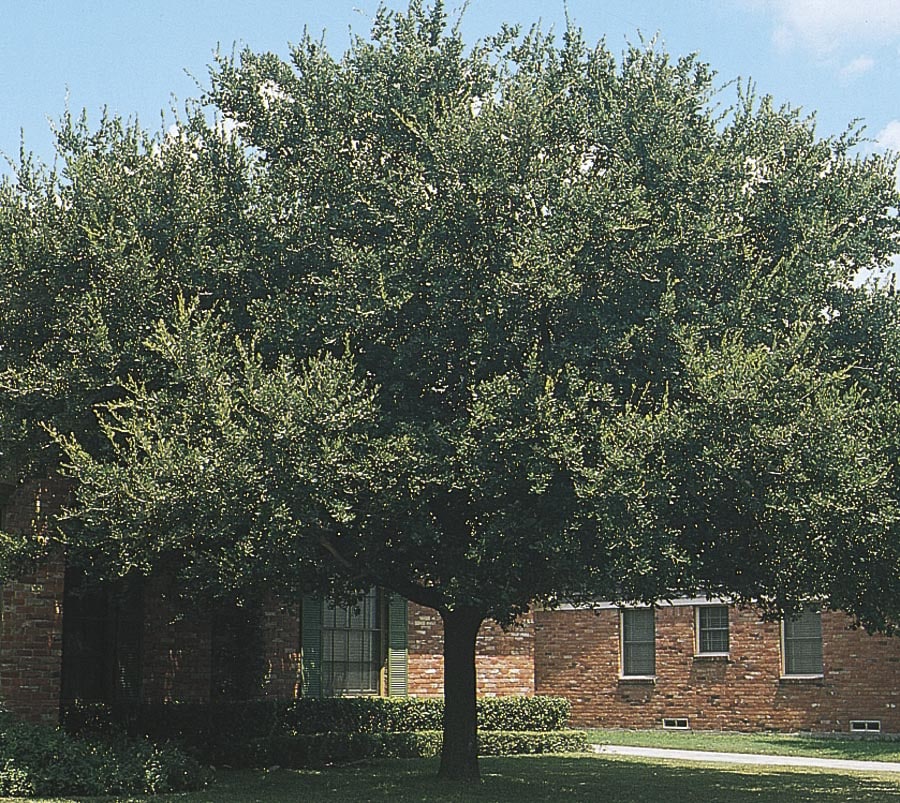 28.5-Gallon Live Oak Shade Tree in Pot (With Soil) (L3670) in the Trees ...