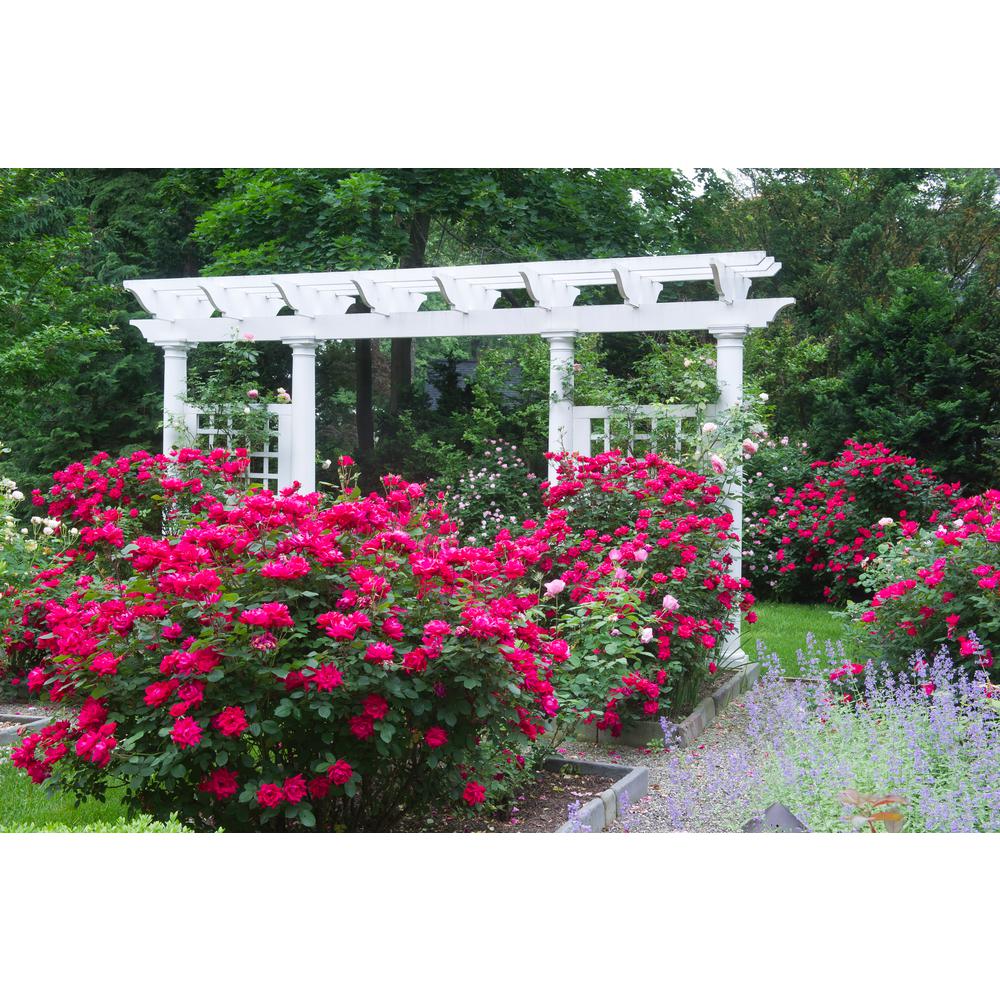 Knock Out 71371-2 roses - View #5