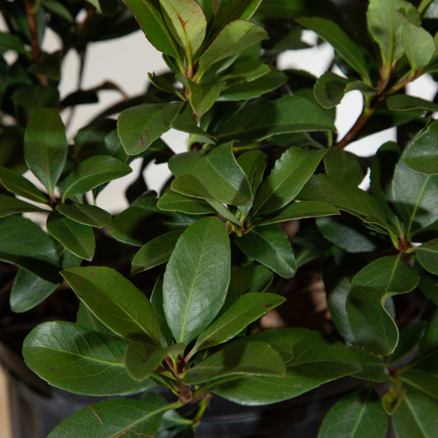 Flowerwood 5172Q-1 shrubs - View #5
