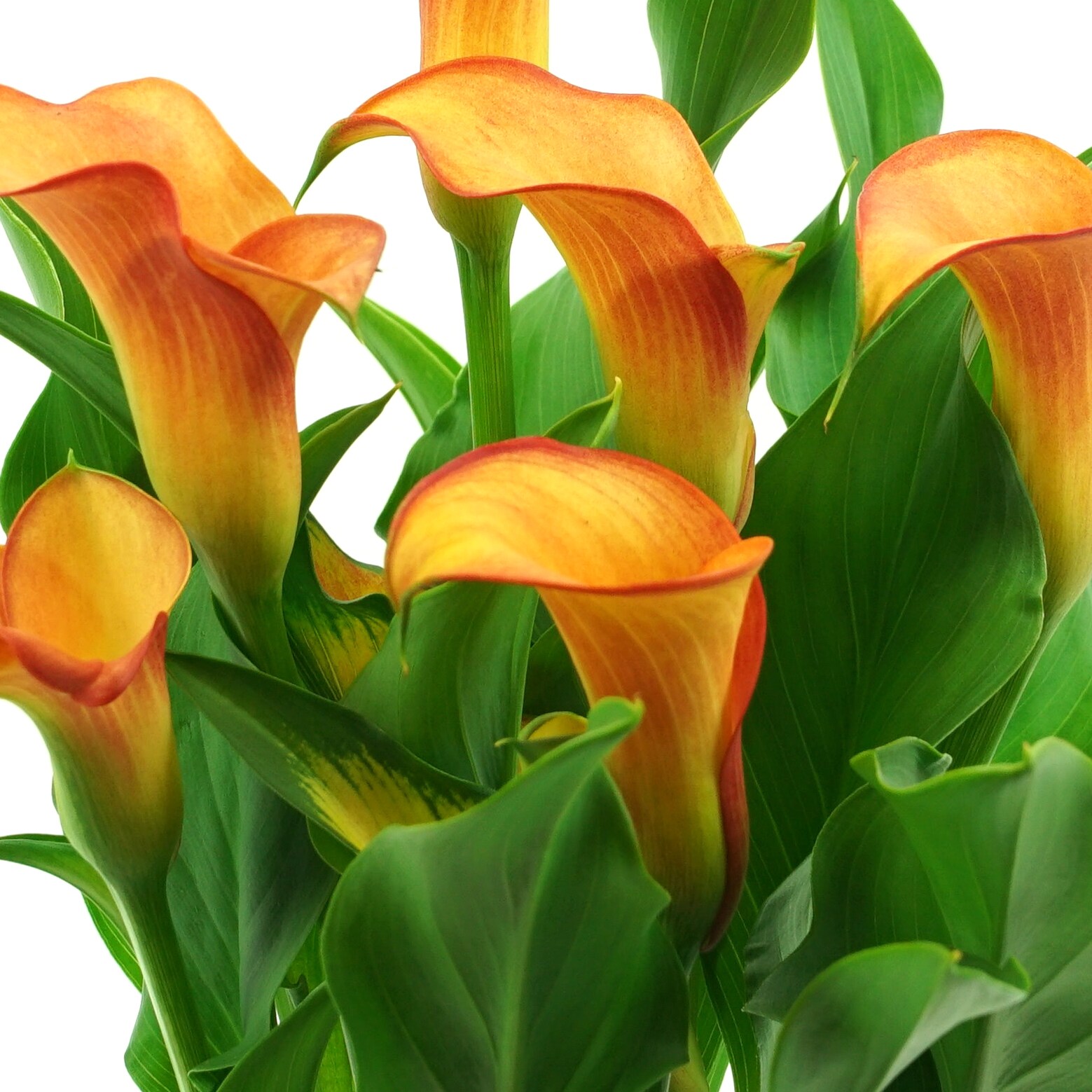 Lowe's NURSERY perennials - View #5