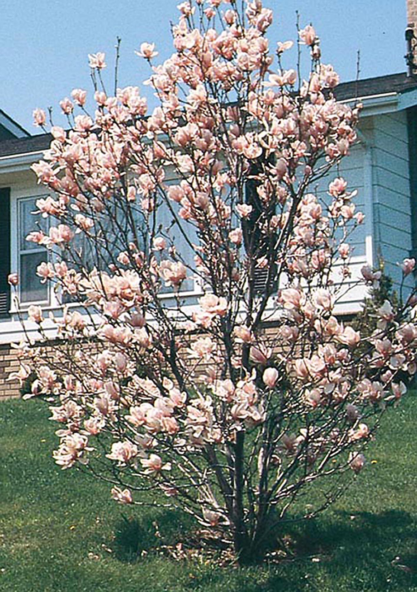 Magnolia 'Jane' – Mile Tree Lawn & Garden