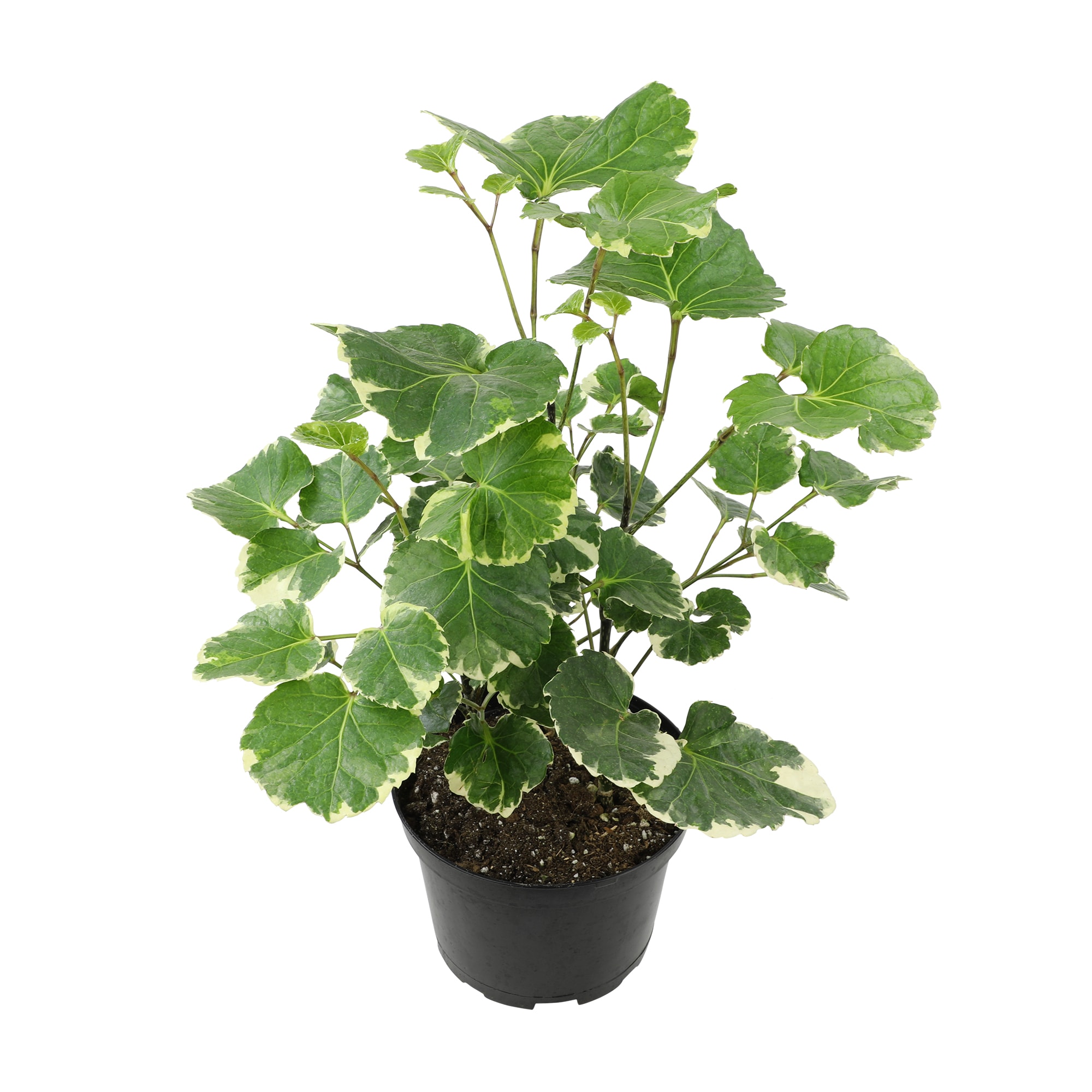Altman Plants 0872988 Dinner Plate Aralia House plant in 6 Inch(es) Planter 1.0 -Pack