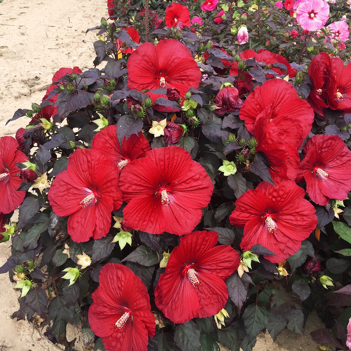 National Plant Network LW1457 shrubs - View #3