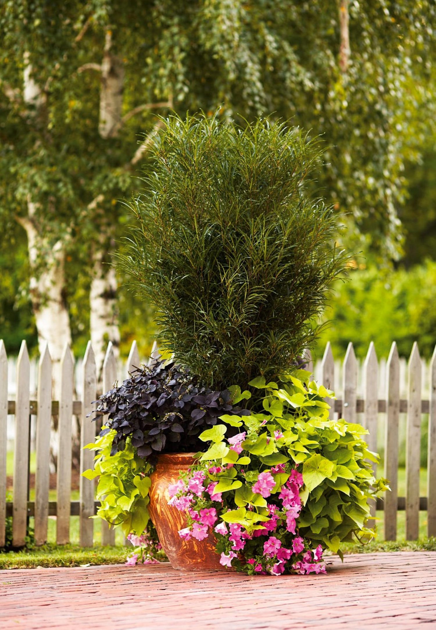 Proven Winners O64503W shrubs - View #3