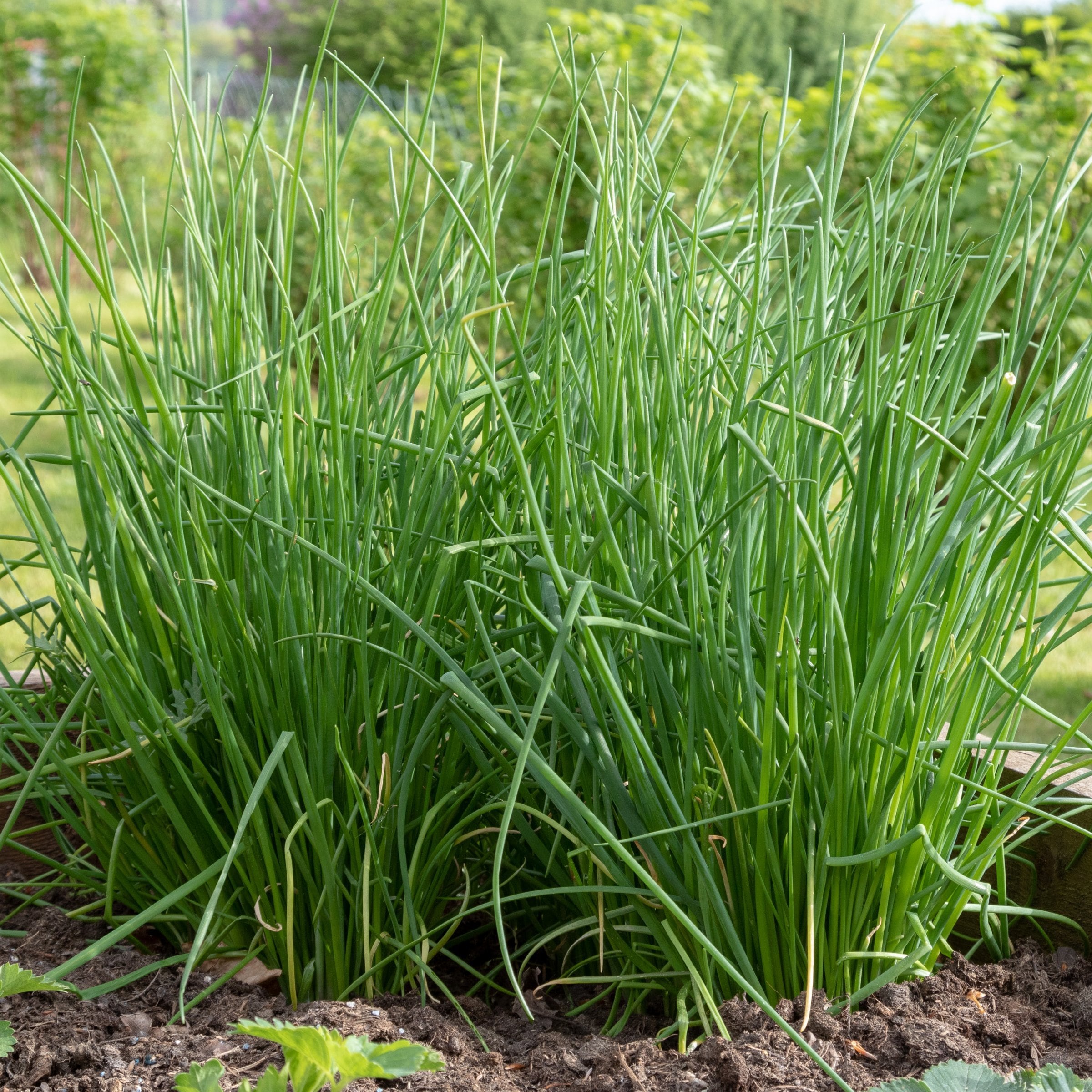 National Plant Network LW2251 Herb-Plants - View #5