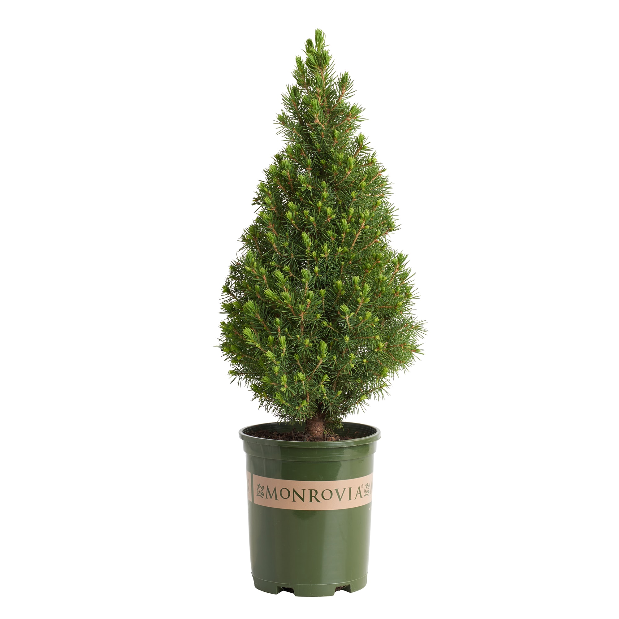 Monrovia KT10506462000100000 Dwarf Alberta Spruce Foundation/Hedge Shrub in 2.6 -Quart Pot 1 -Pack