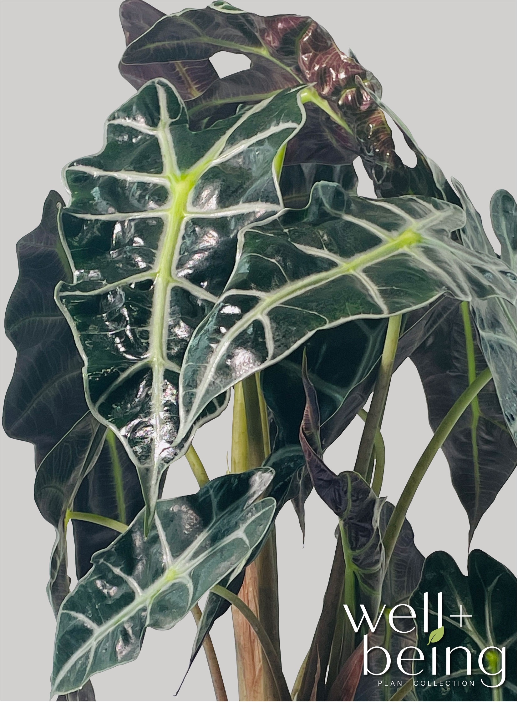 Nature's Way Farms 6021609 perennials - View #4