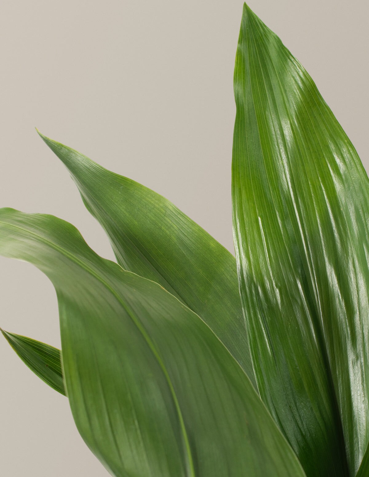 the-sill-large-cast-iron-plant-aspidistra-elatior-house-plant-in-13
