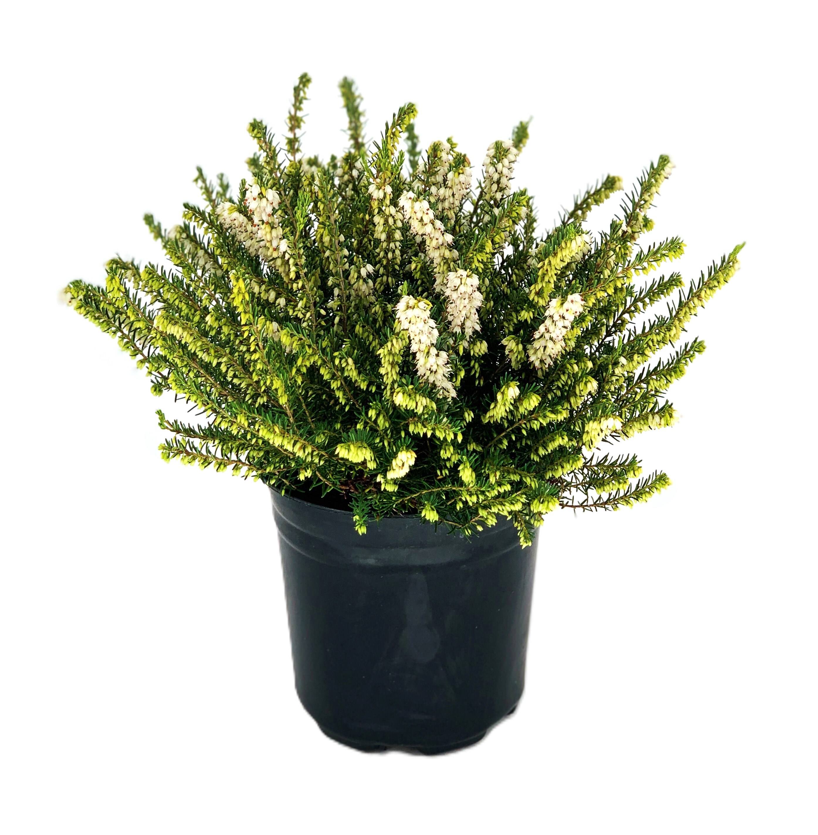 White Winter Heather Accent Shrub in 2.5 -Quart Pot 1 -Pack with White Blooms